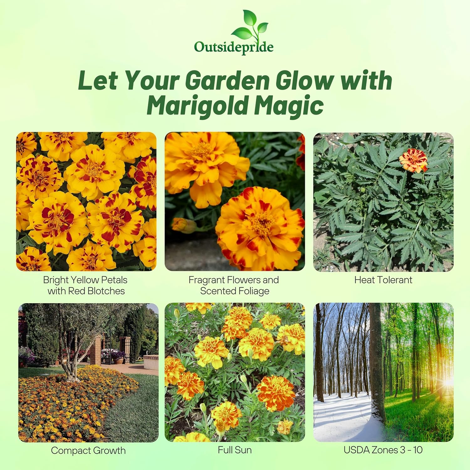 French Marigold Durango Bolero Flowers