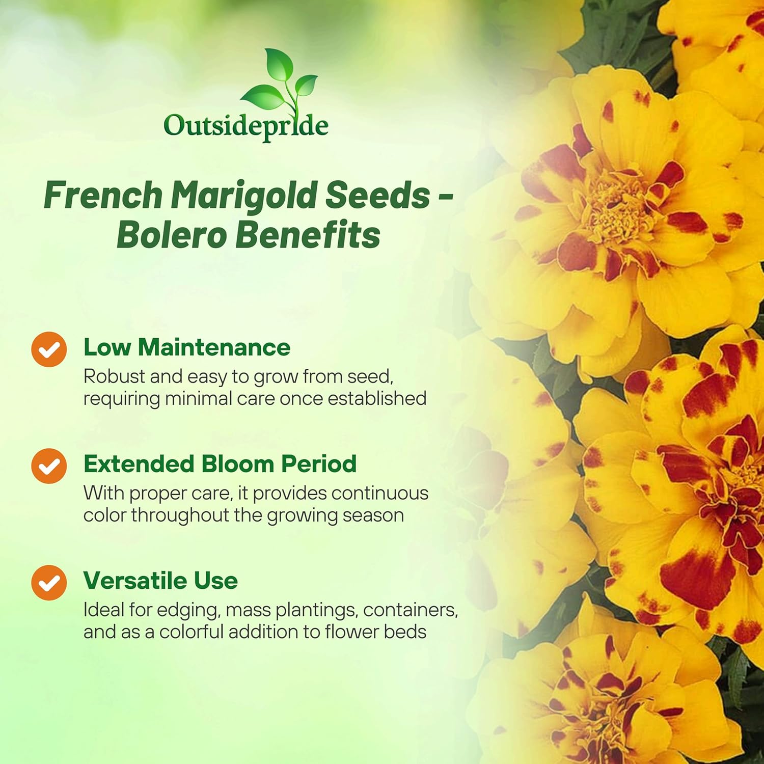 French Marigold Bolero Container Plant