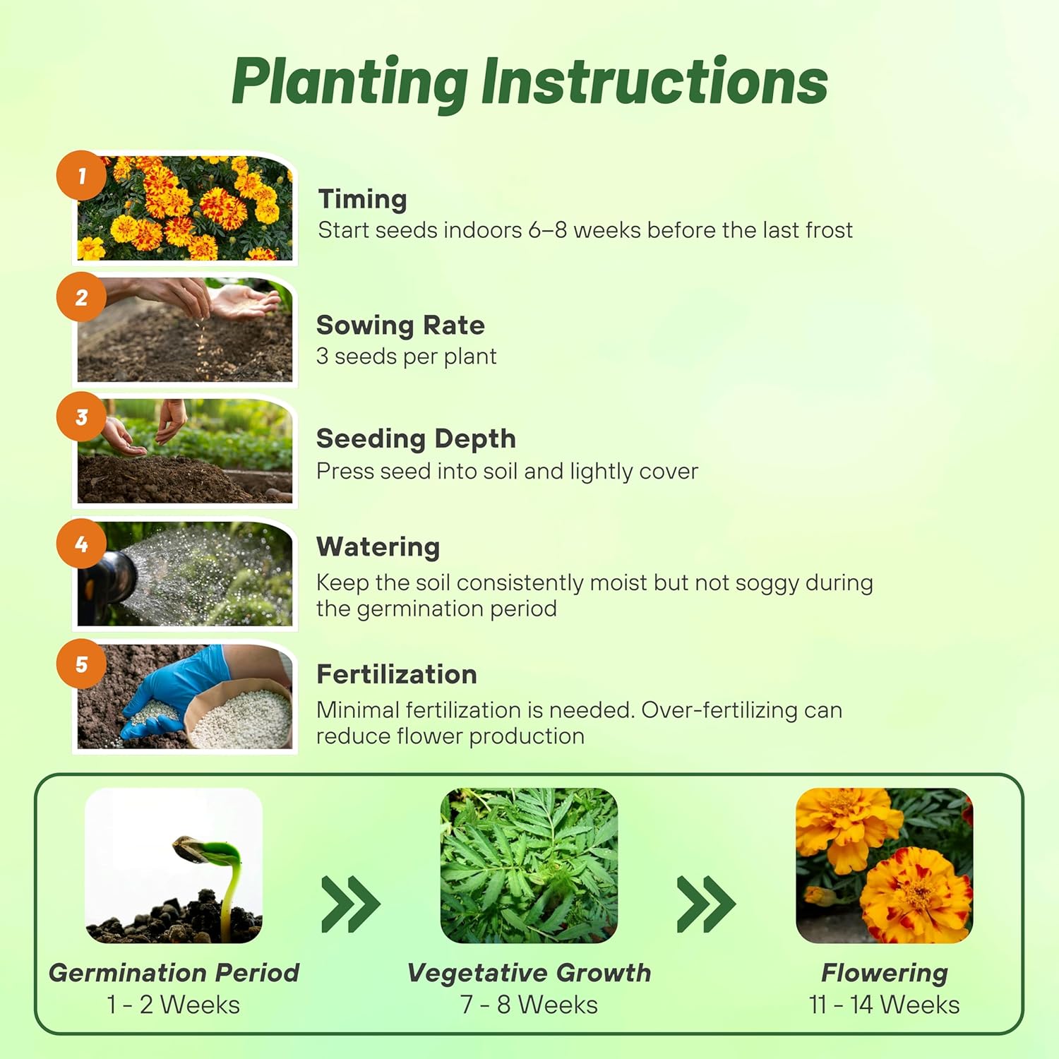 French Marigold Durango Bolero Planting Directions