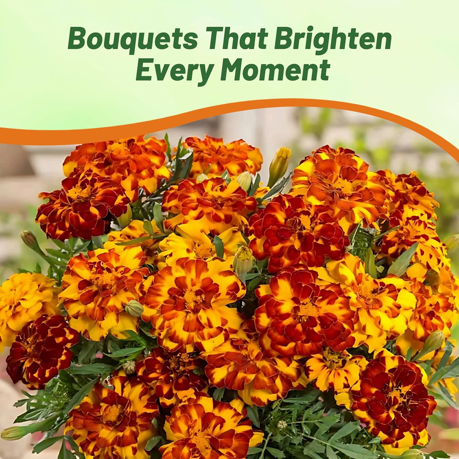 Tagetes Patula Durango Bolero Container Plant