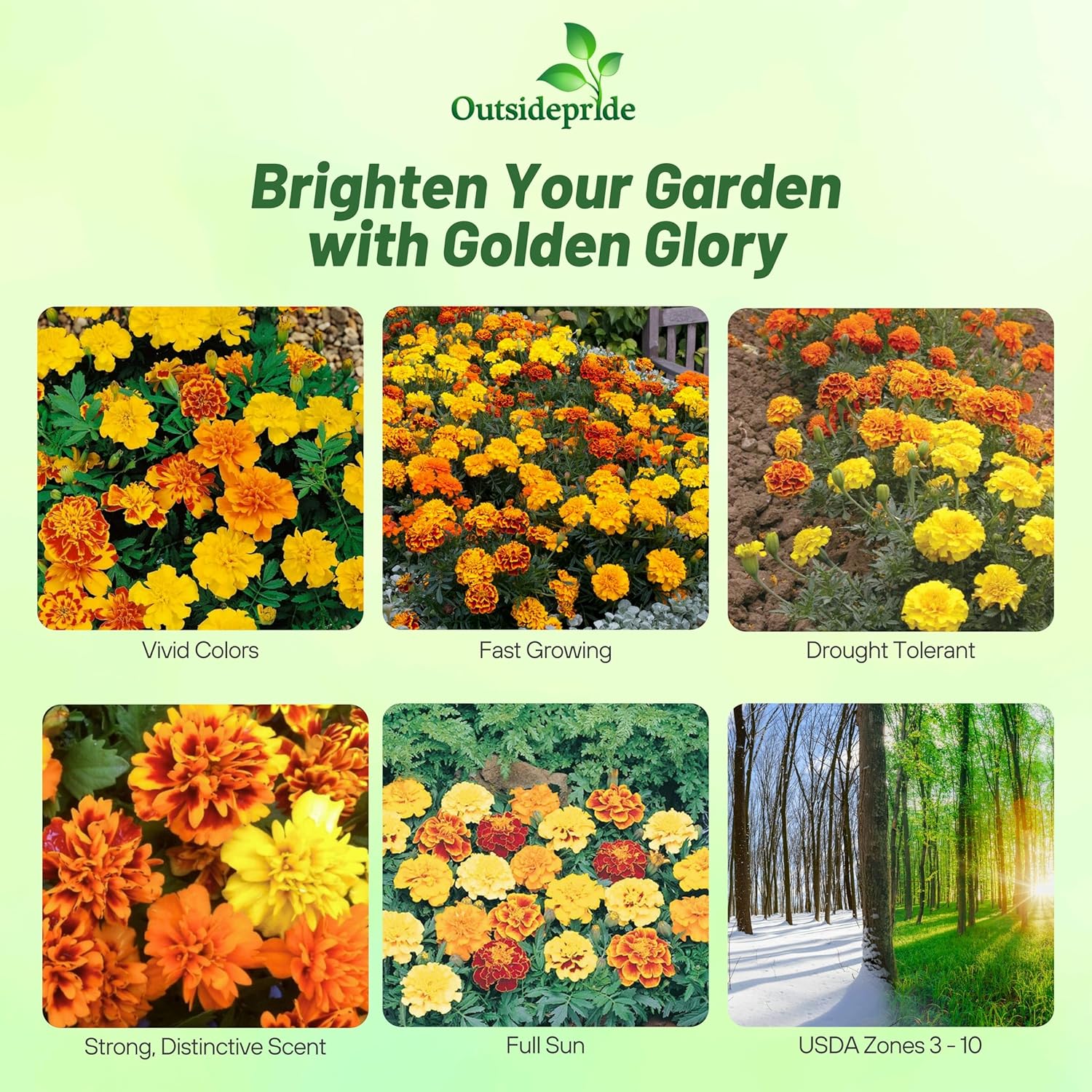 French Marigold Bonanza Mixture