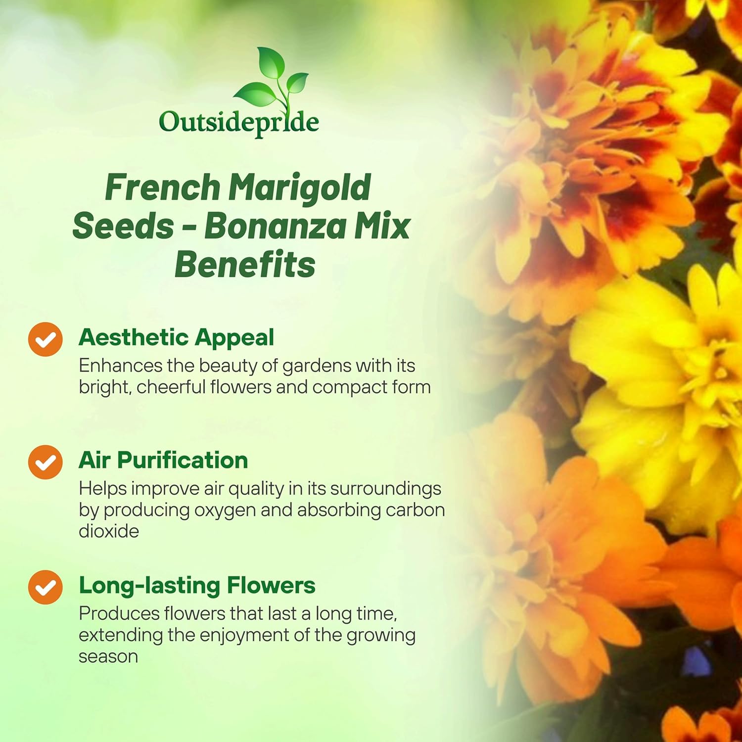 French Marigold Bonanza Seed Mix