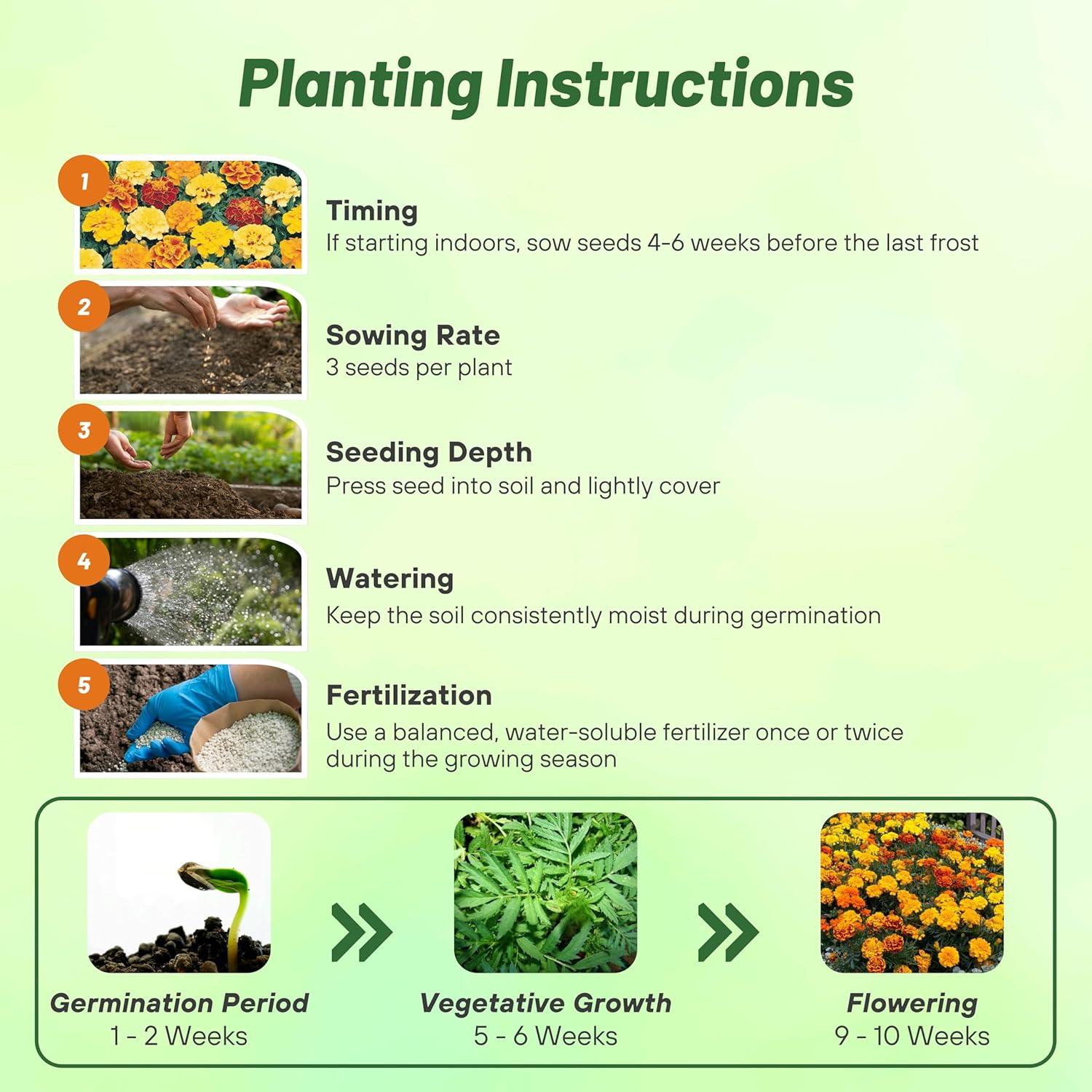 French Marigold Bonanza Planting Directions