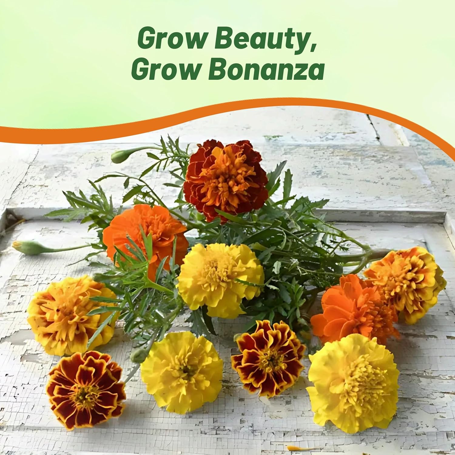 French Marigold Bonanza Flower Mixture