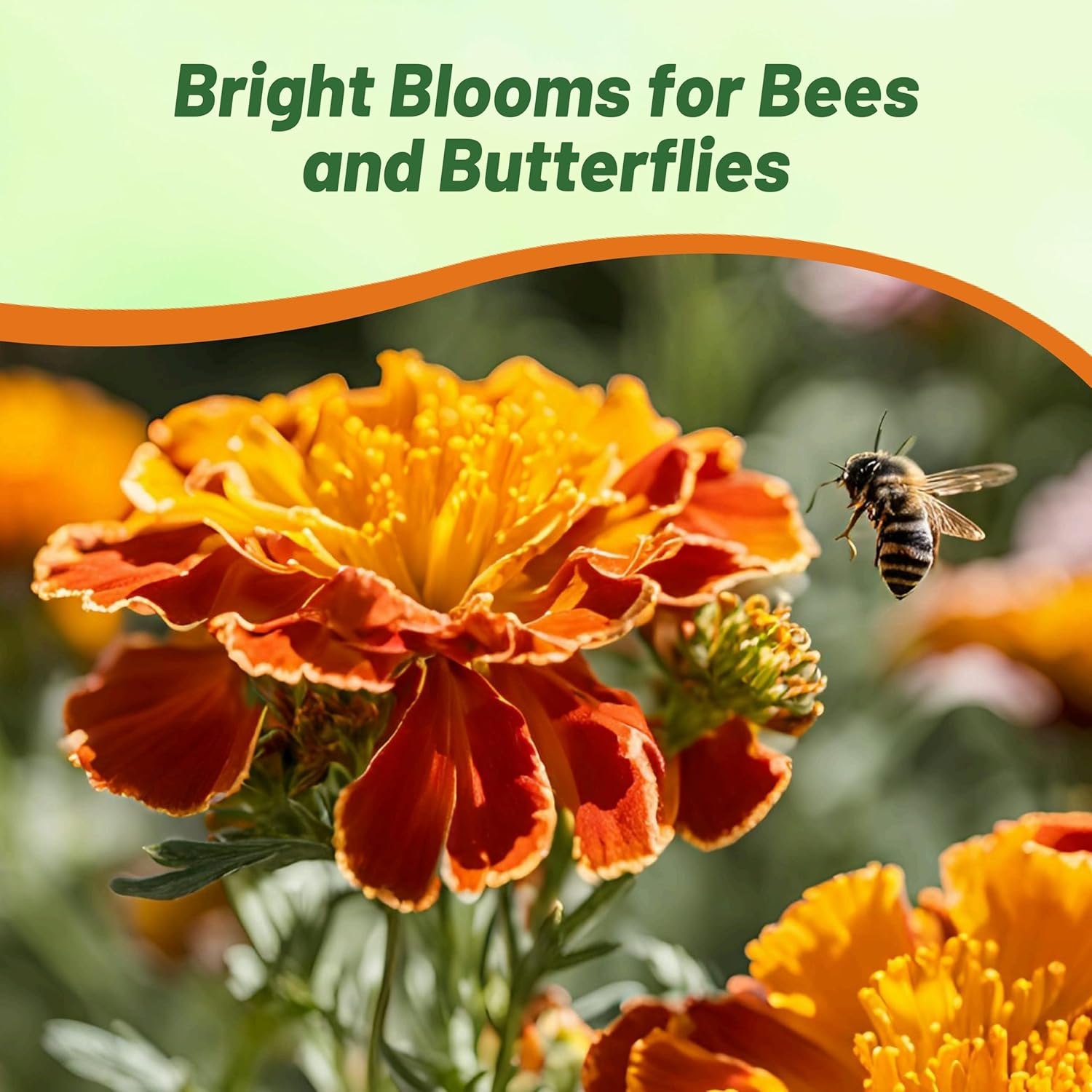 French Marigold Bonanza Flower Mix