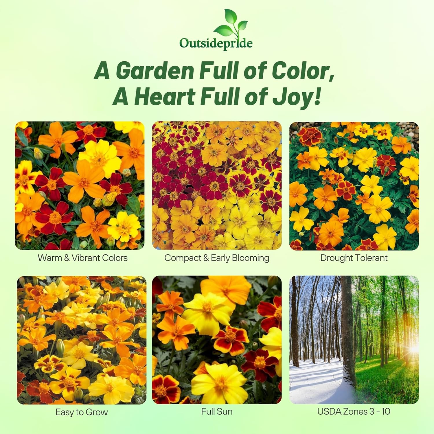 French Marigold Disco Seed Mixture