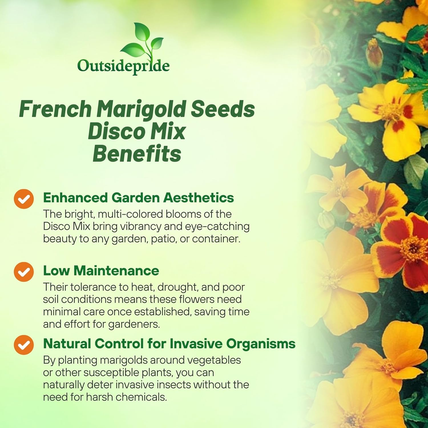 French Marigold Disco Seed Mix