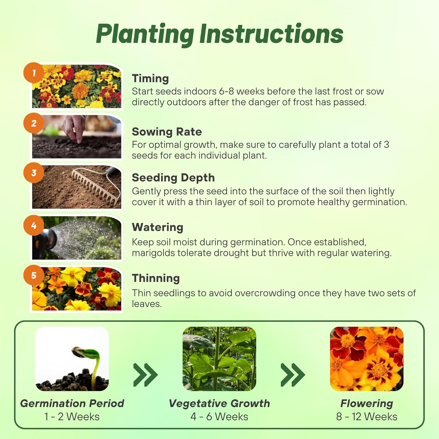 French Marigold Disco Mix Planting Directions