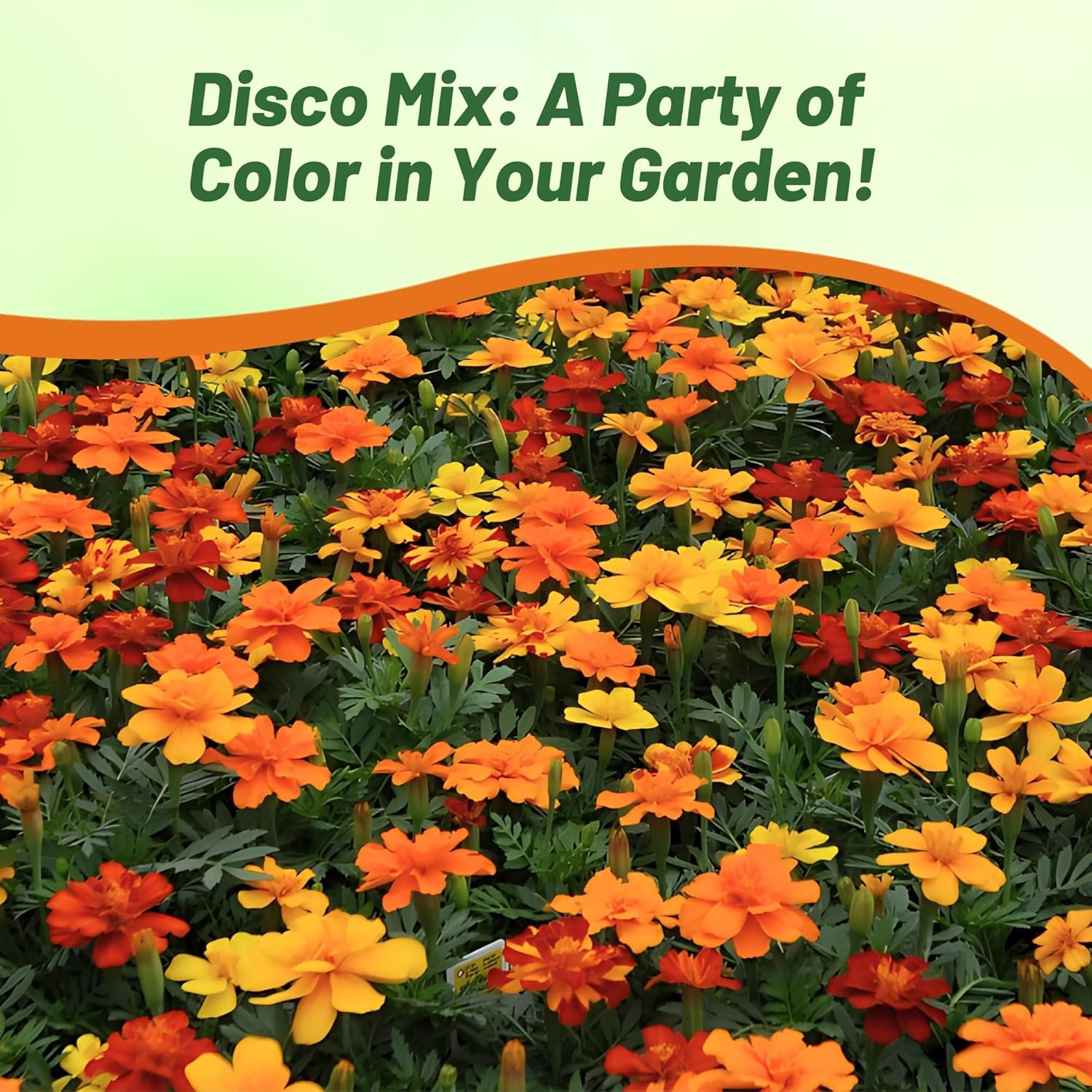 French Marigold Disco Wildflower Seed Mix