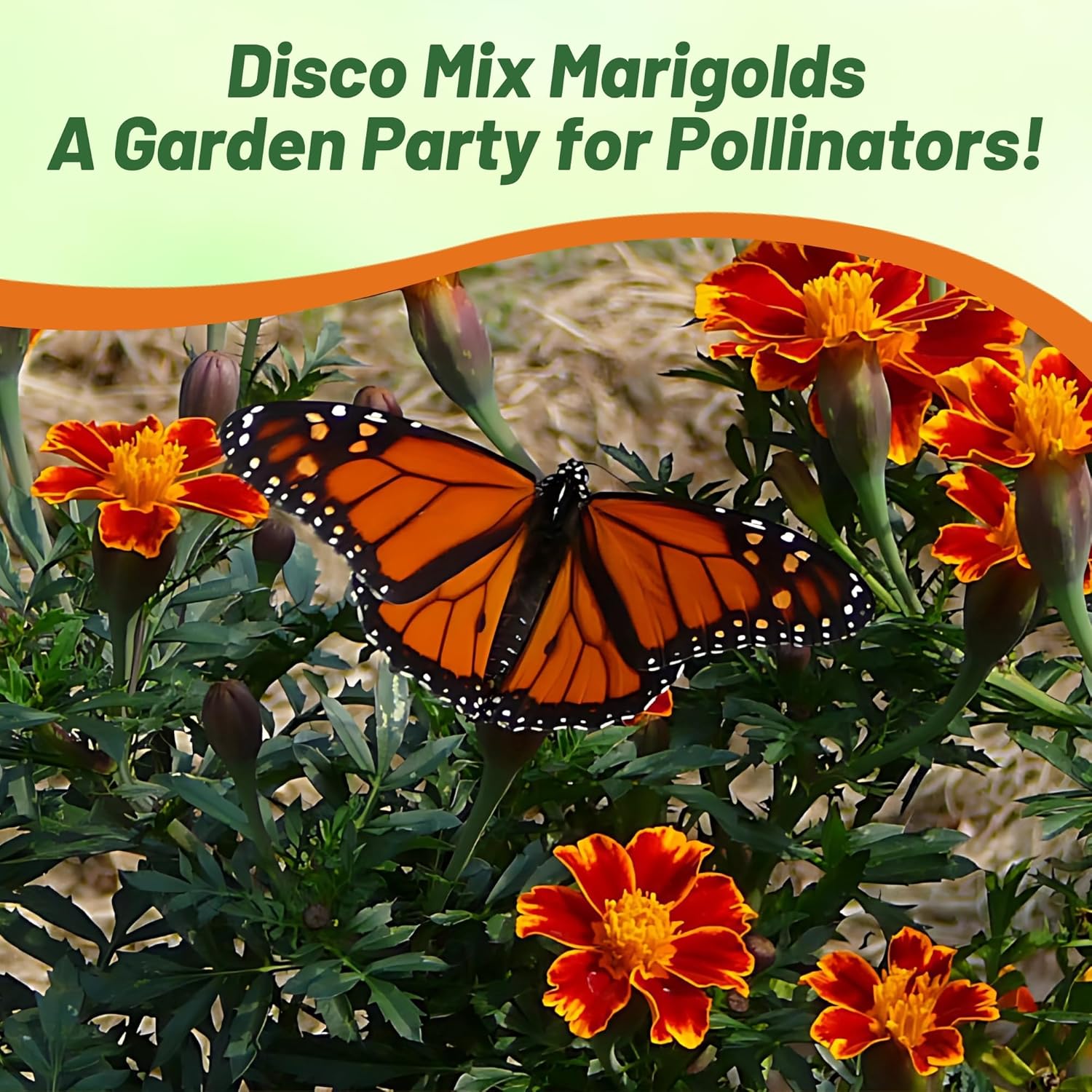 French Marigold Disco Flower Mix