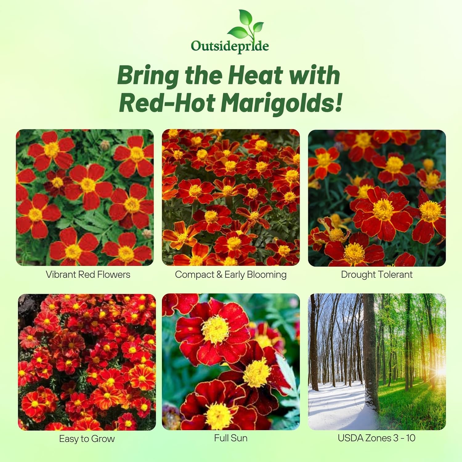 French Marigold Disco Red Containers