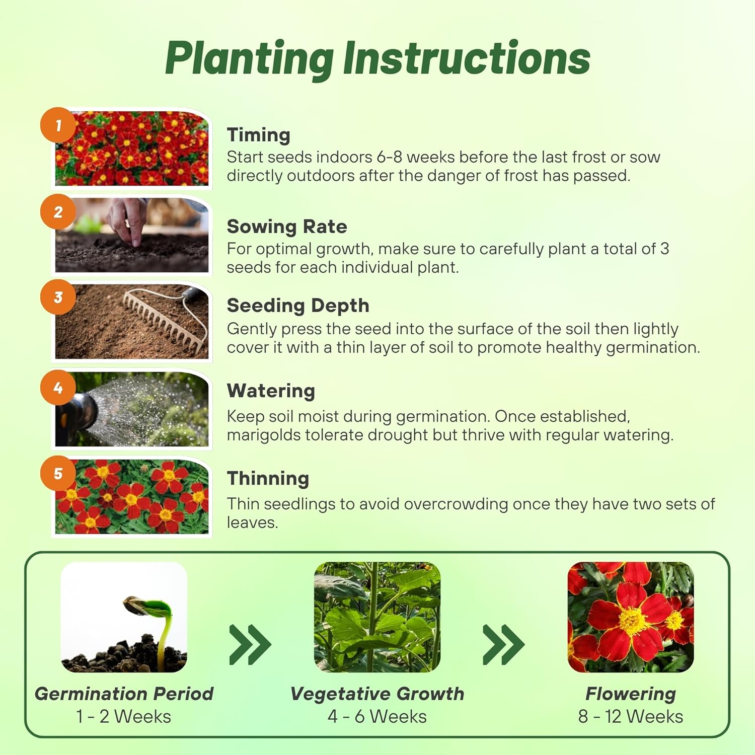 French Marigold Disco Red Planting Directions