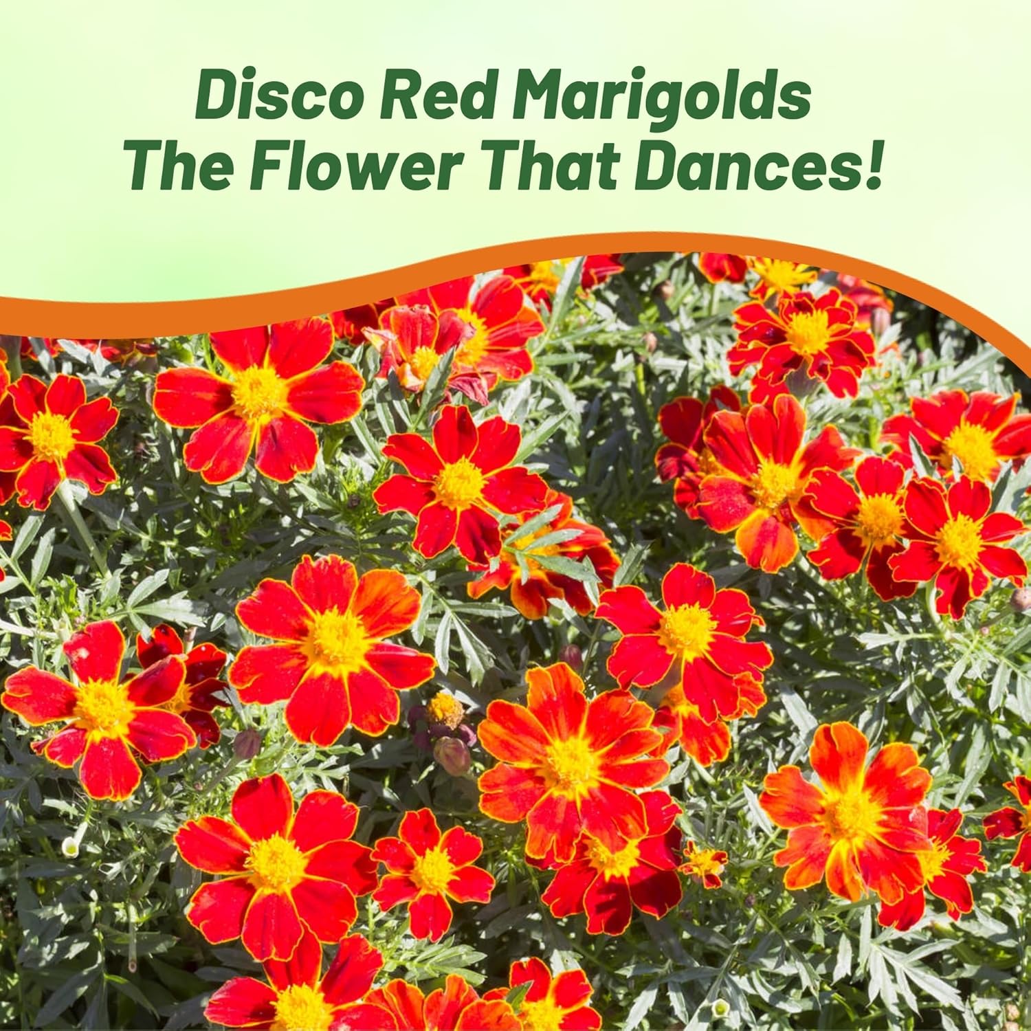 agetes Patula Disco Red