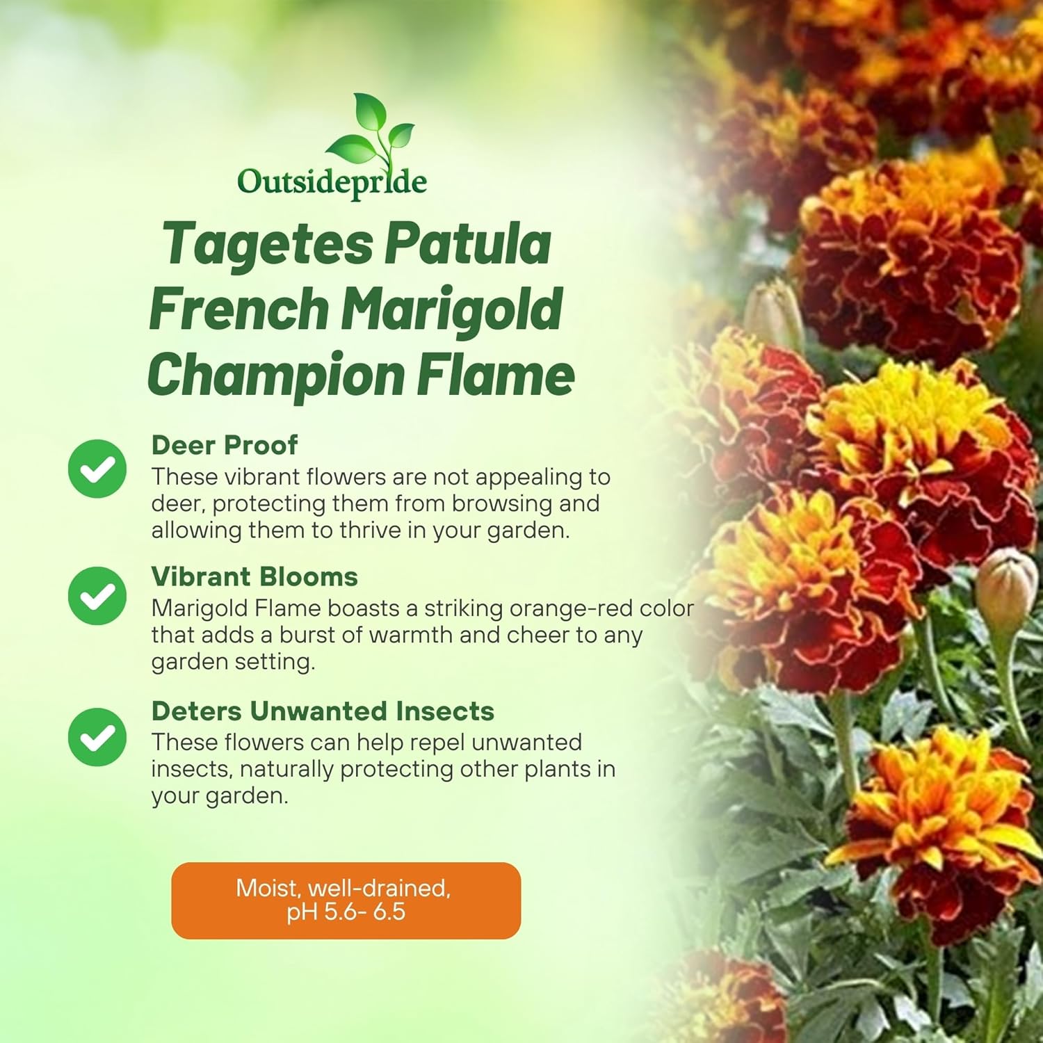 Marigold Champion Flame Container Plant