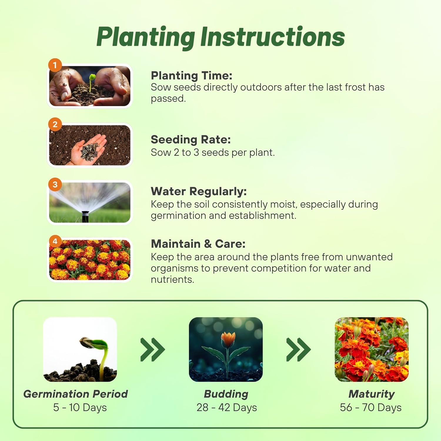 Marigold Flame Planting Directions
