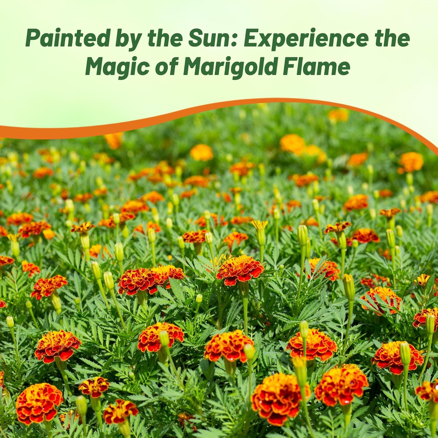 Marigold Flame Flower Bed