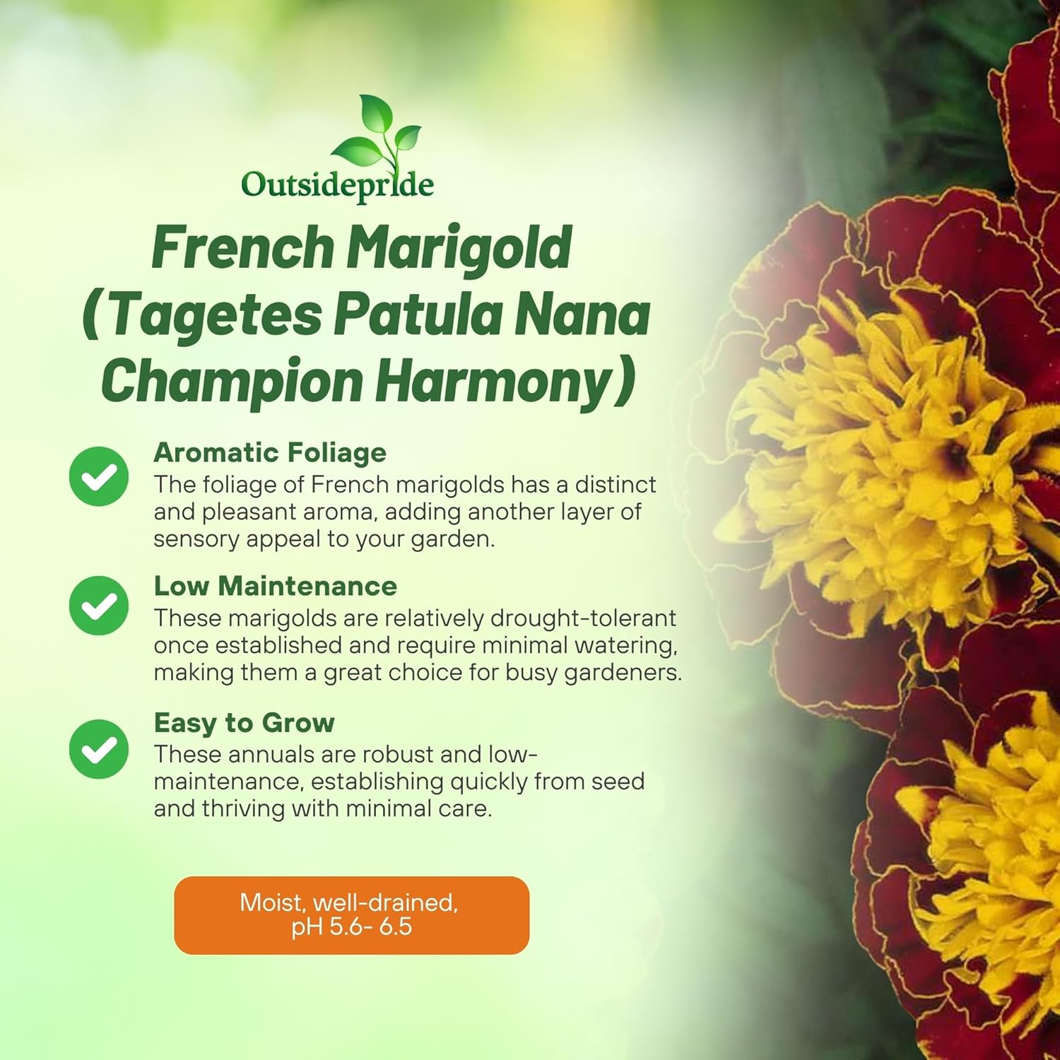 Marigold Harmony Flower Seeds