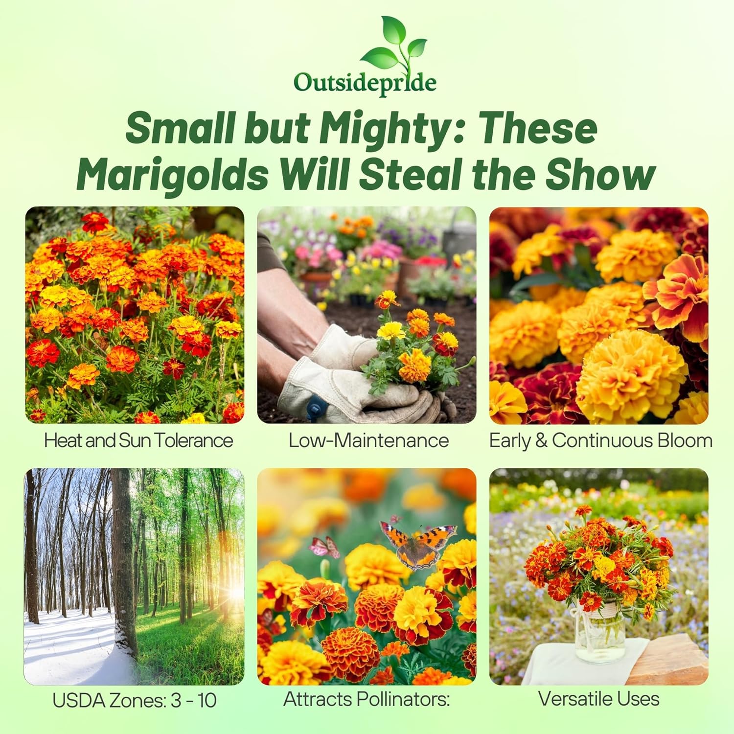 French Marigold Little Hero Mixture