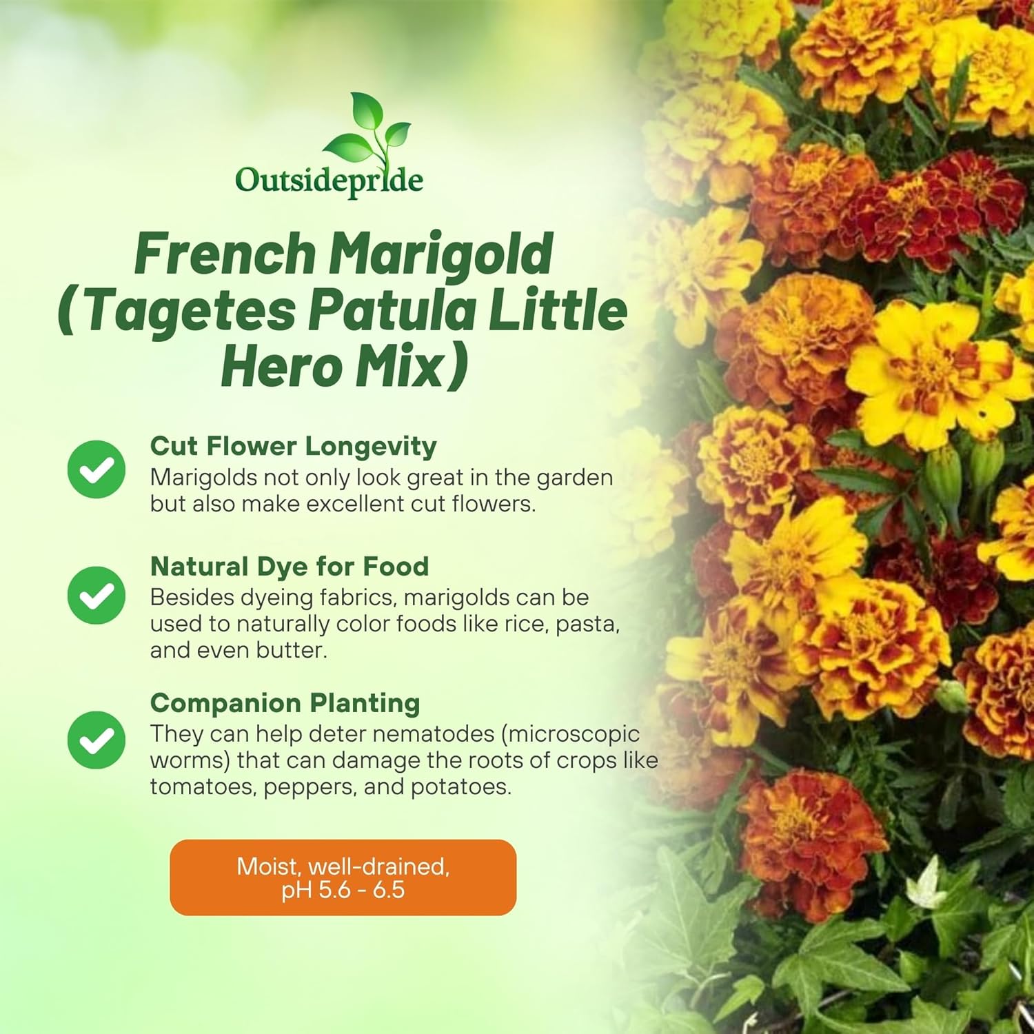 Tagetes Patula Little Hero Mix