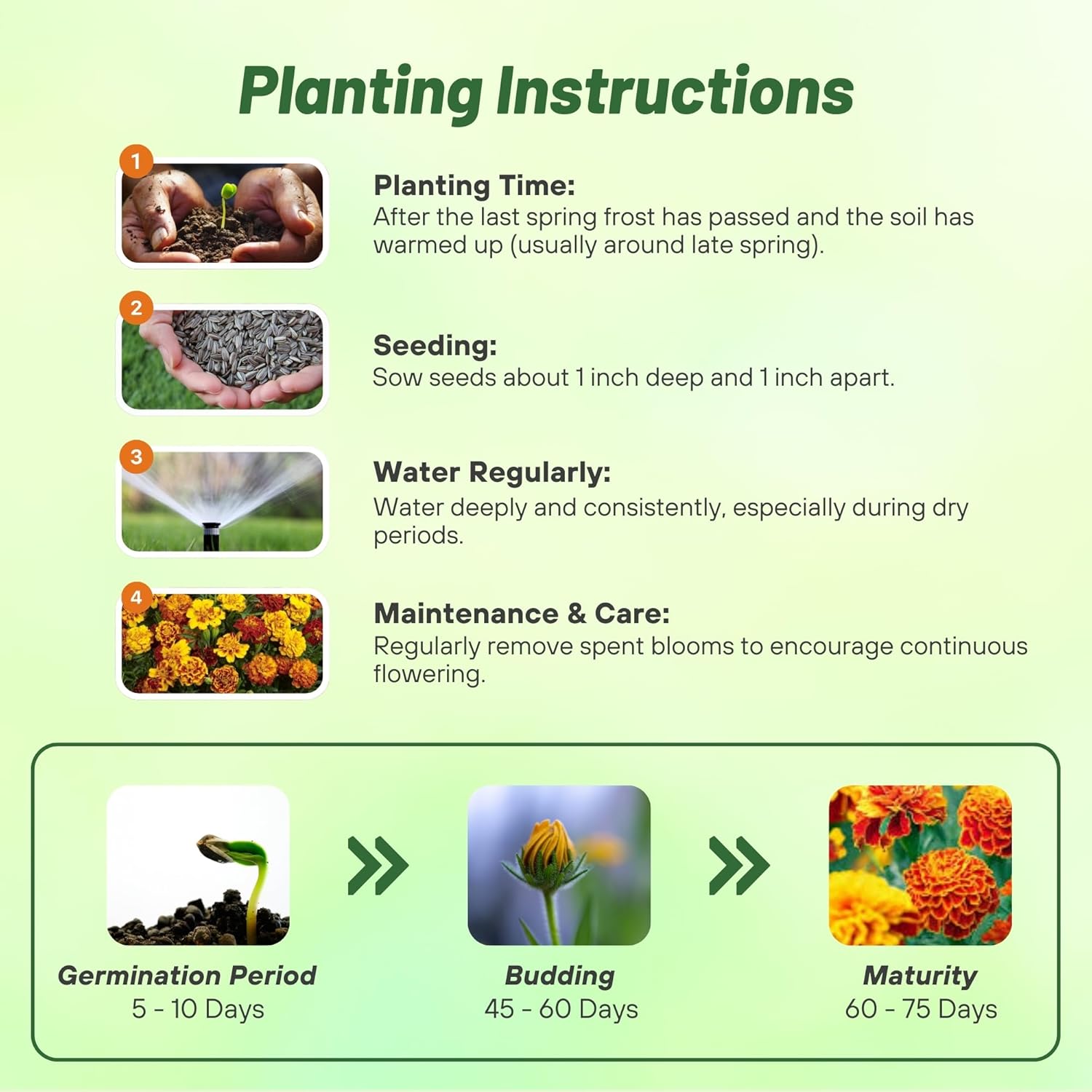 French Marigold Little Hero Planting Directions