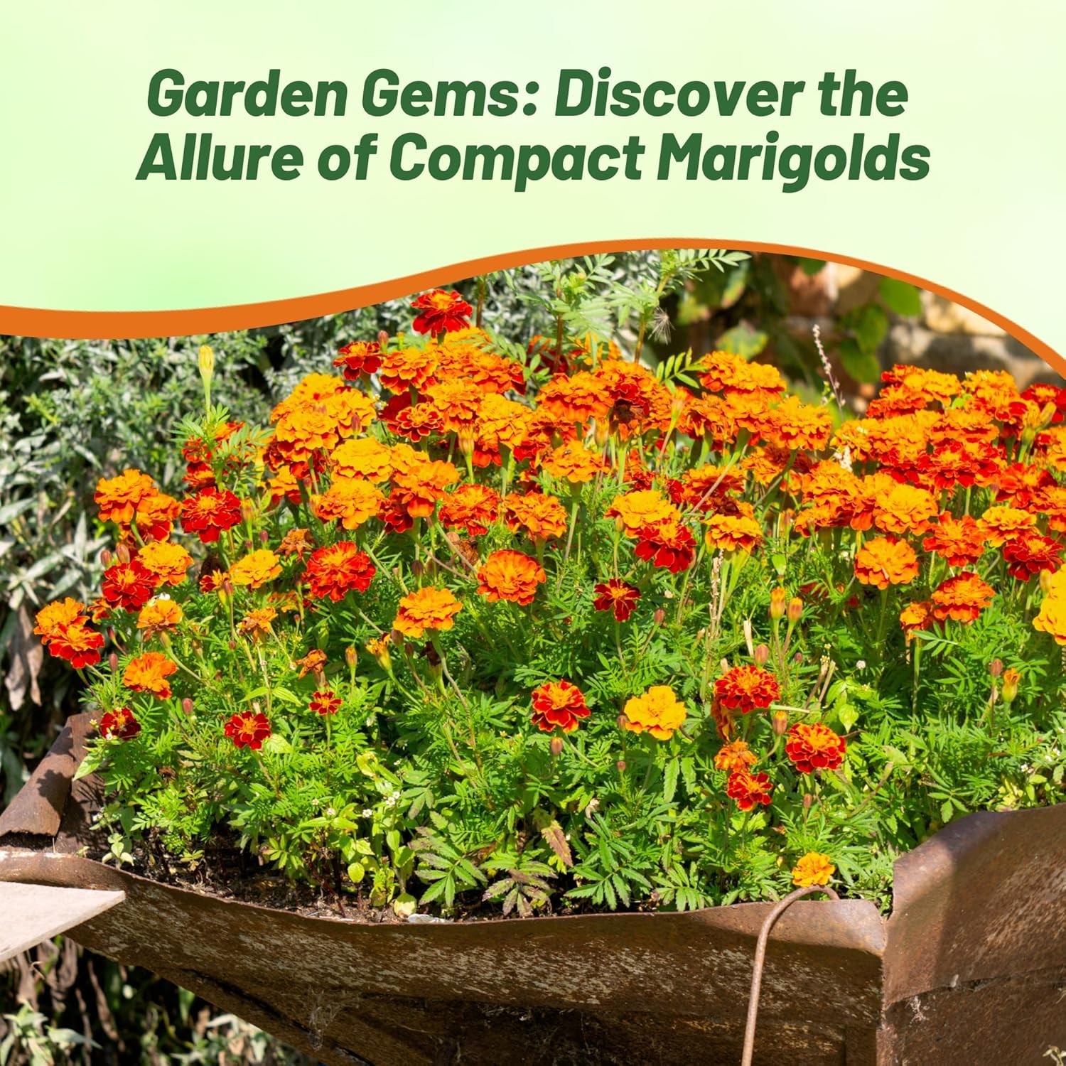 French Marigold Little Hero Flower Bed