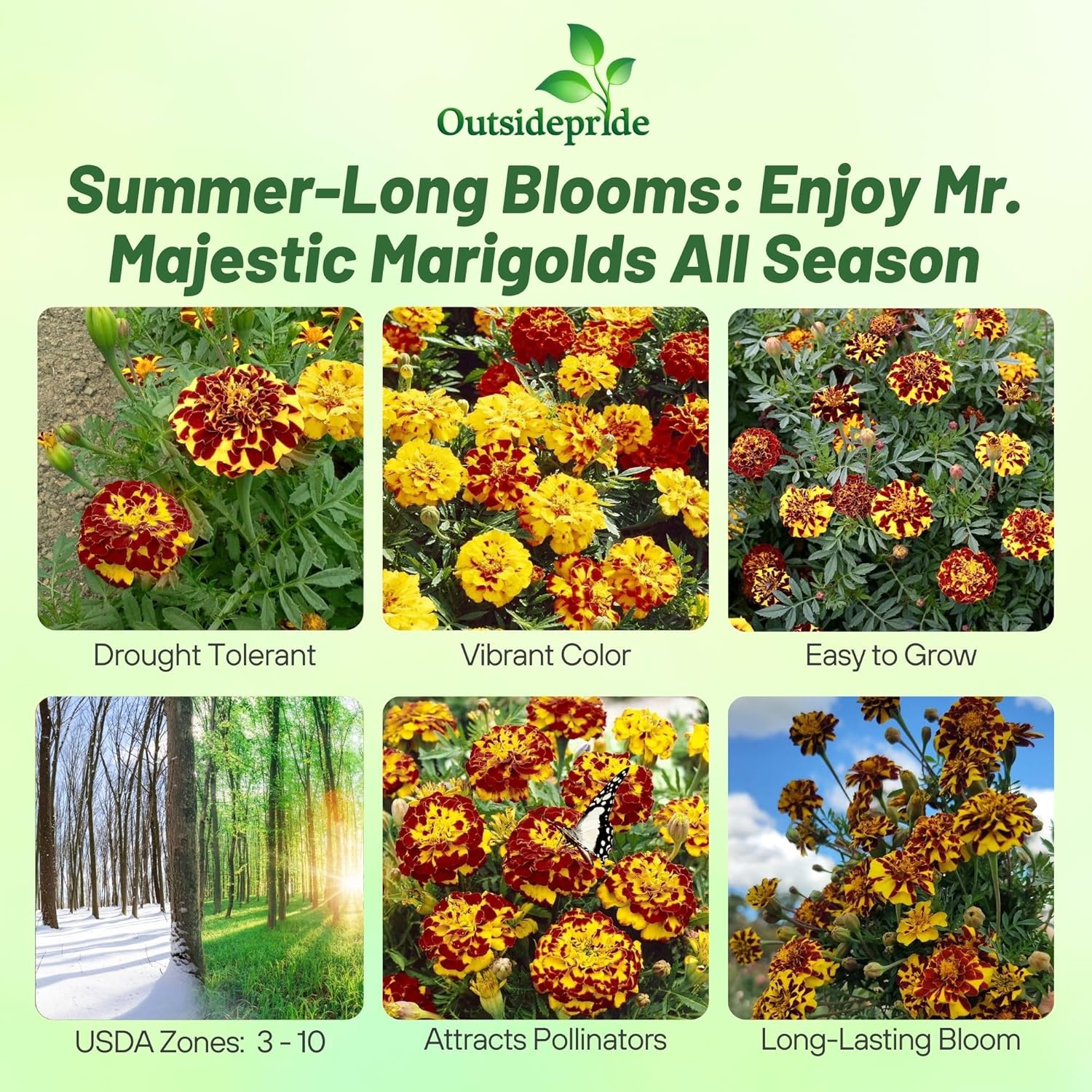 Tagetes patula Mr. Majestic Double