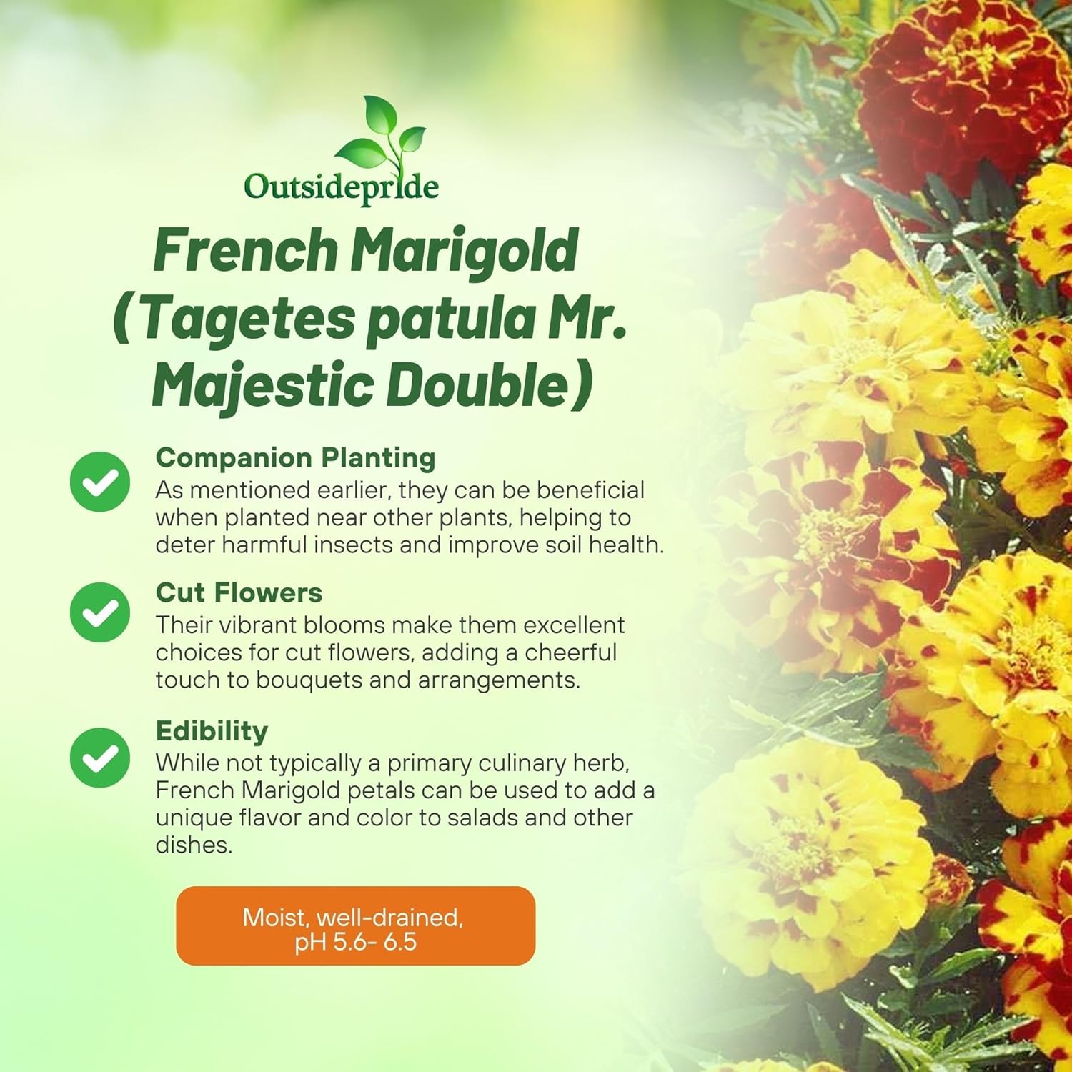 French Marigold Mr. Majestic Double Flowers