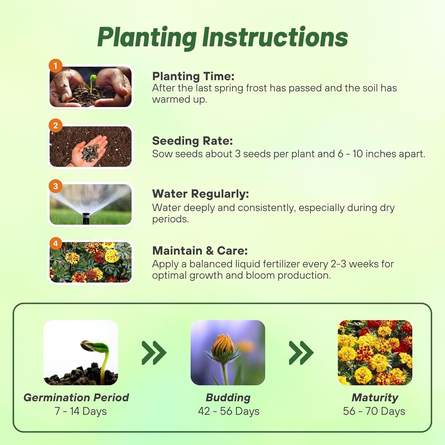 French Marigold Mr. Majestic Planting Directions