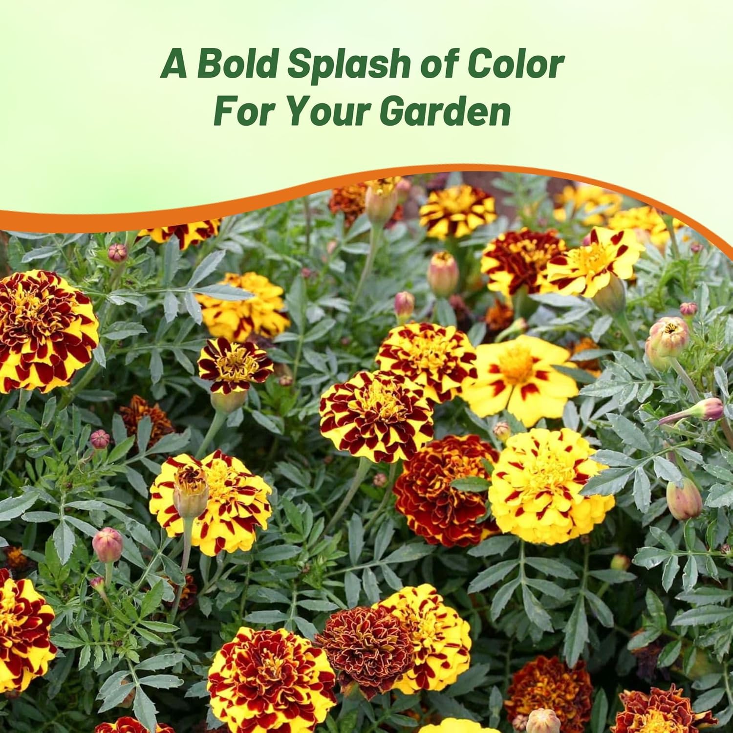 French Marigold Mr. Majestic Double Flower Garden