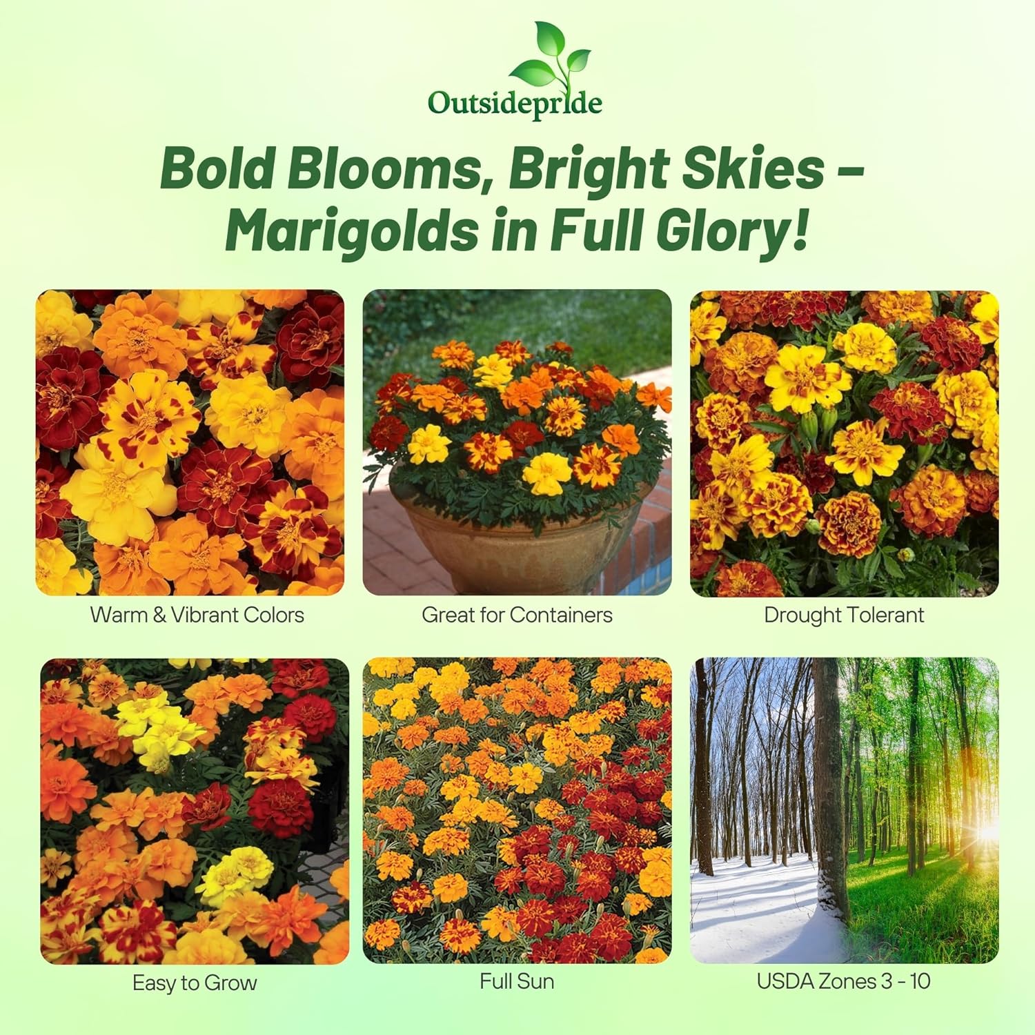French Marigold Outback Seed Mixture