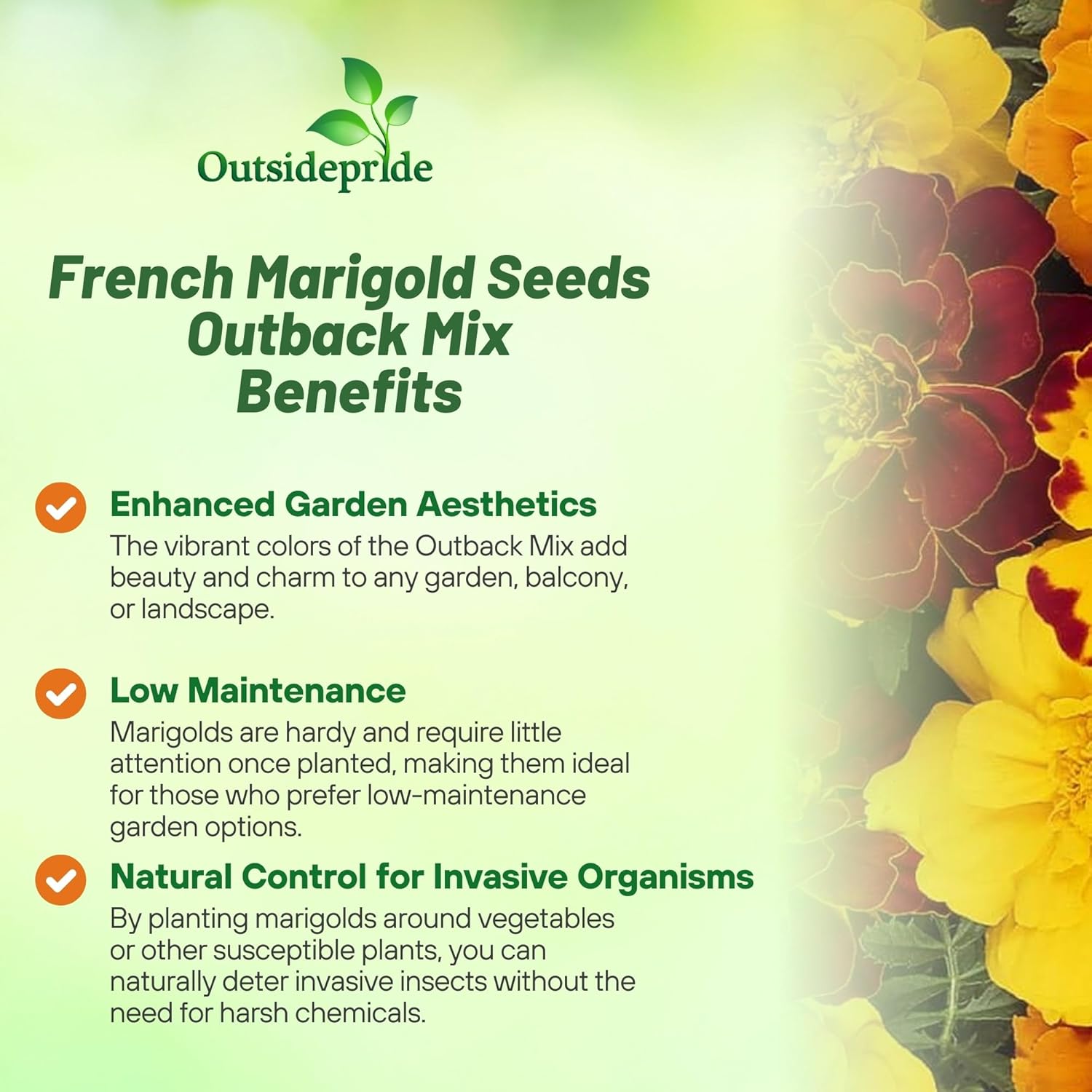 French Marigold Outback Flower Mix
