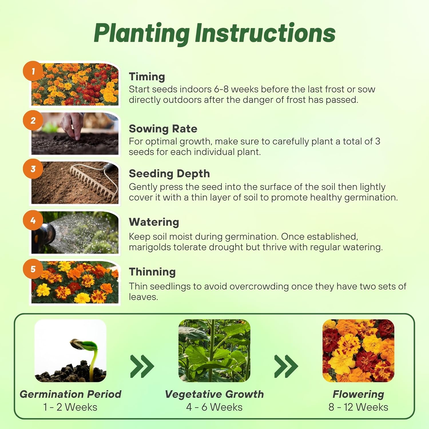 French Marigold Outback Planting Directions
