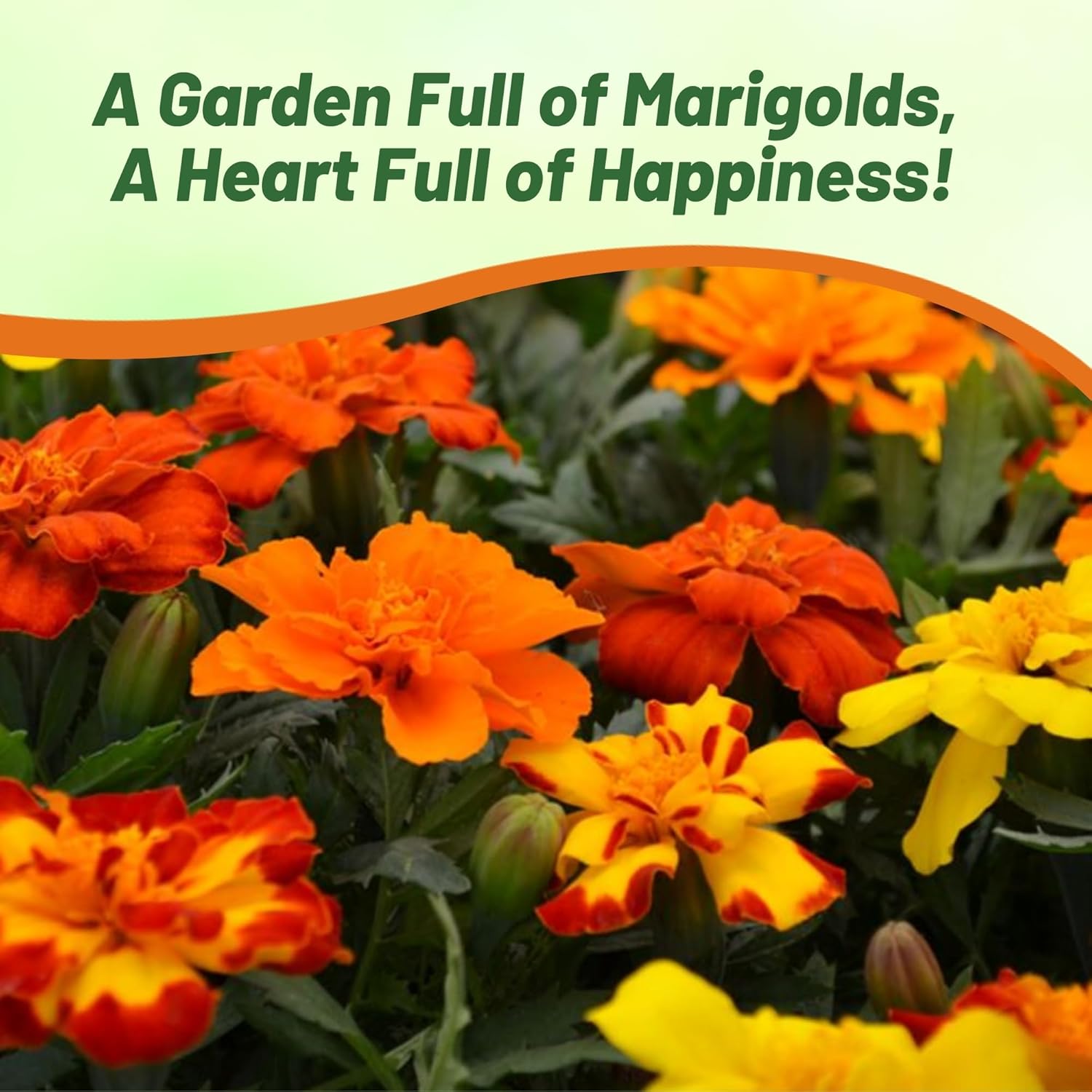 French Marigold Durango Outback Flower Garden