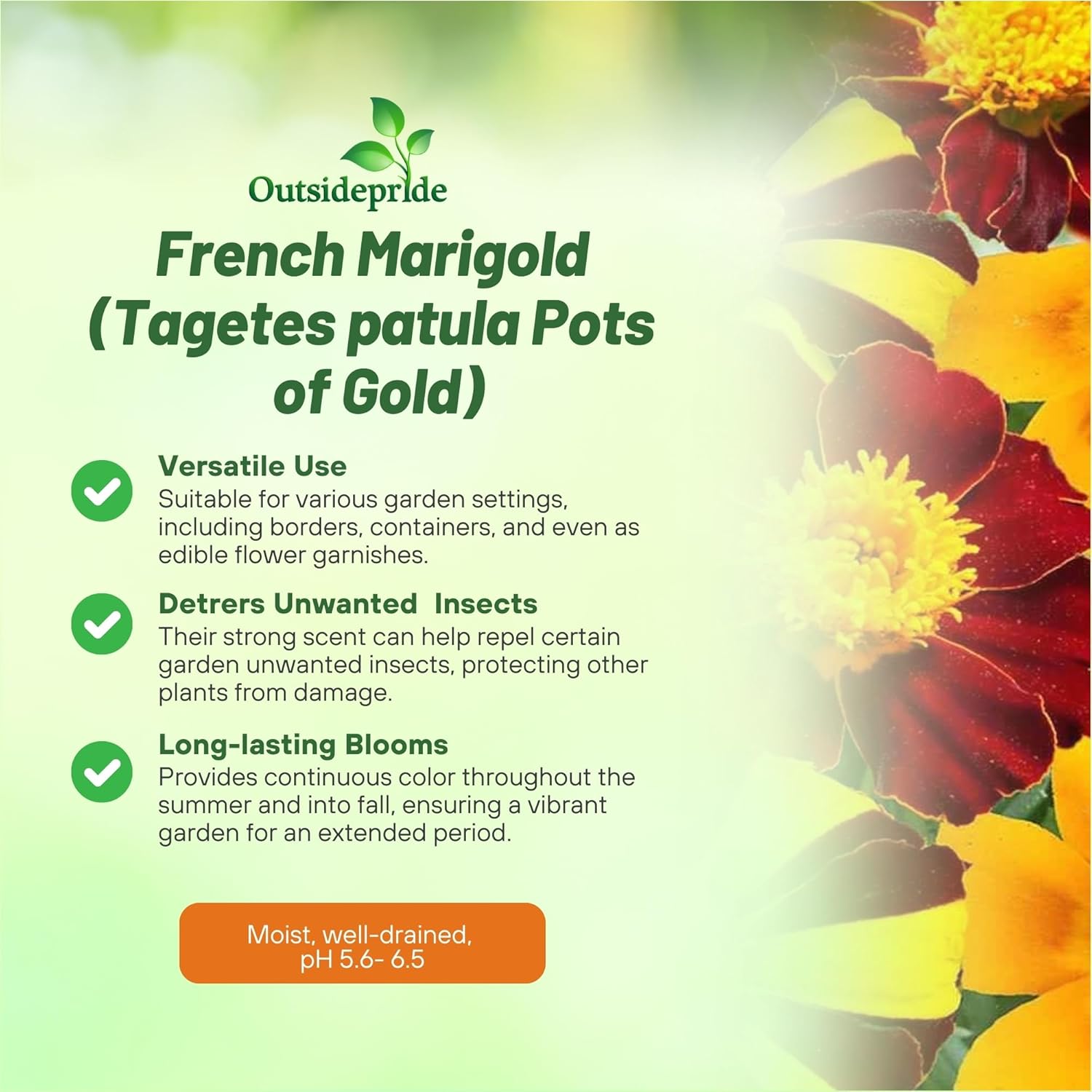 French Marigold Pots of Gold Double Flowers