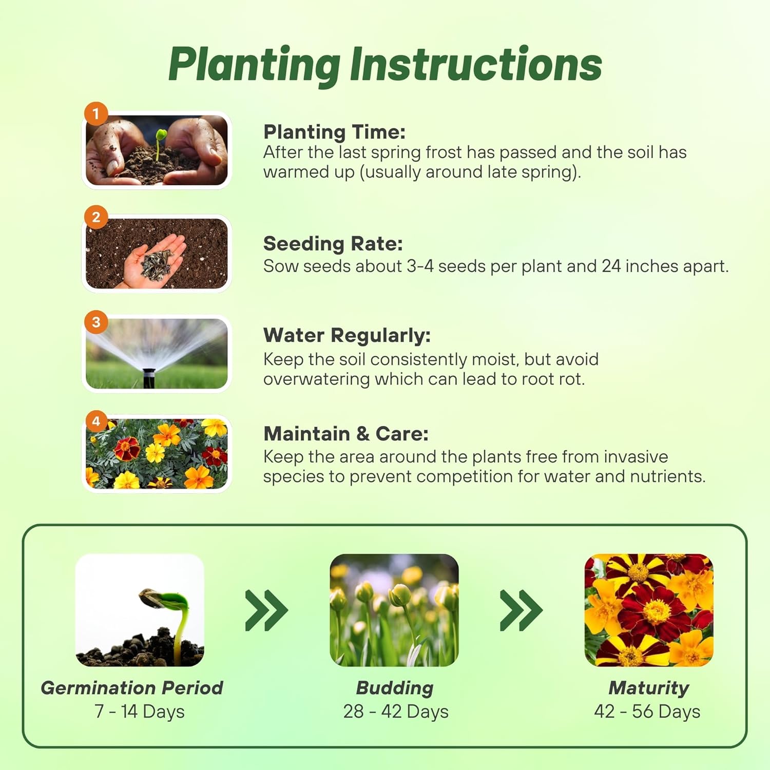 French Marigold Pots of Gold Planting Directions