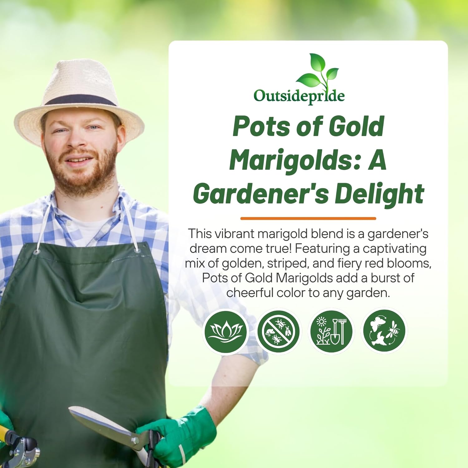 French Marigold Pots of Gold Plant