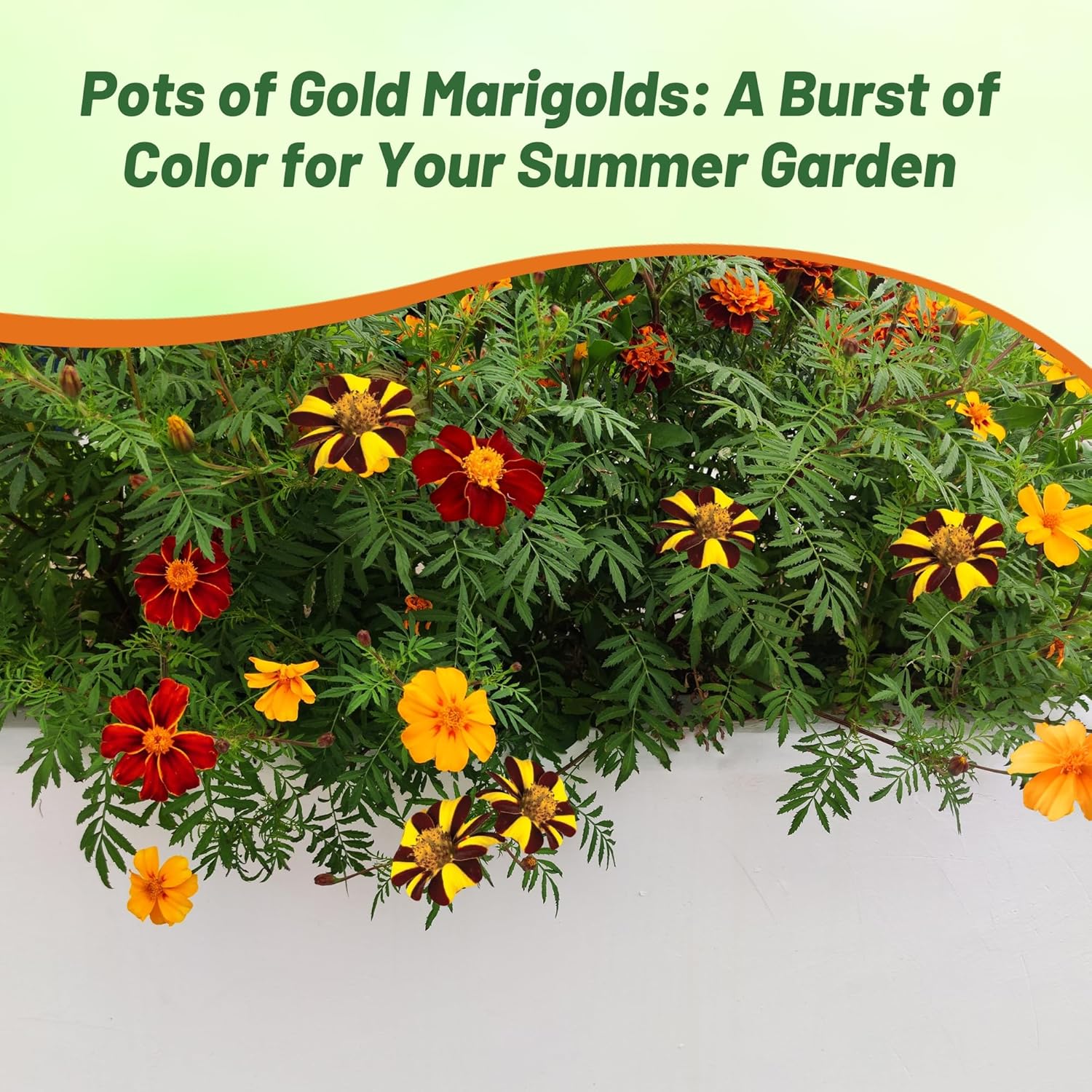 French Marigold Pots of Gold Double Flower Garden