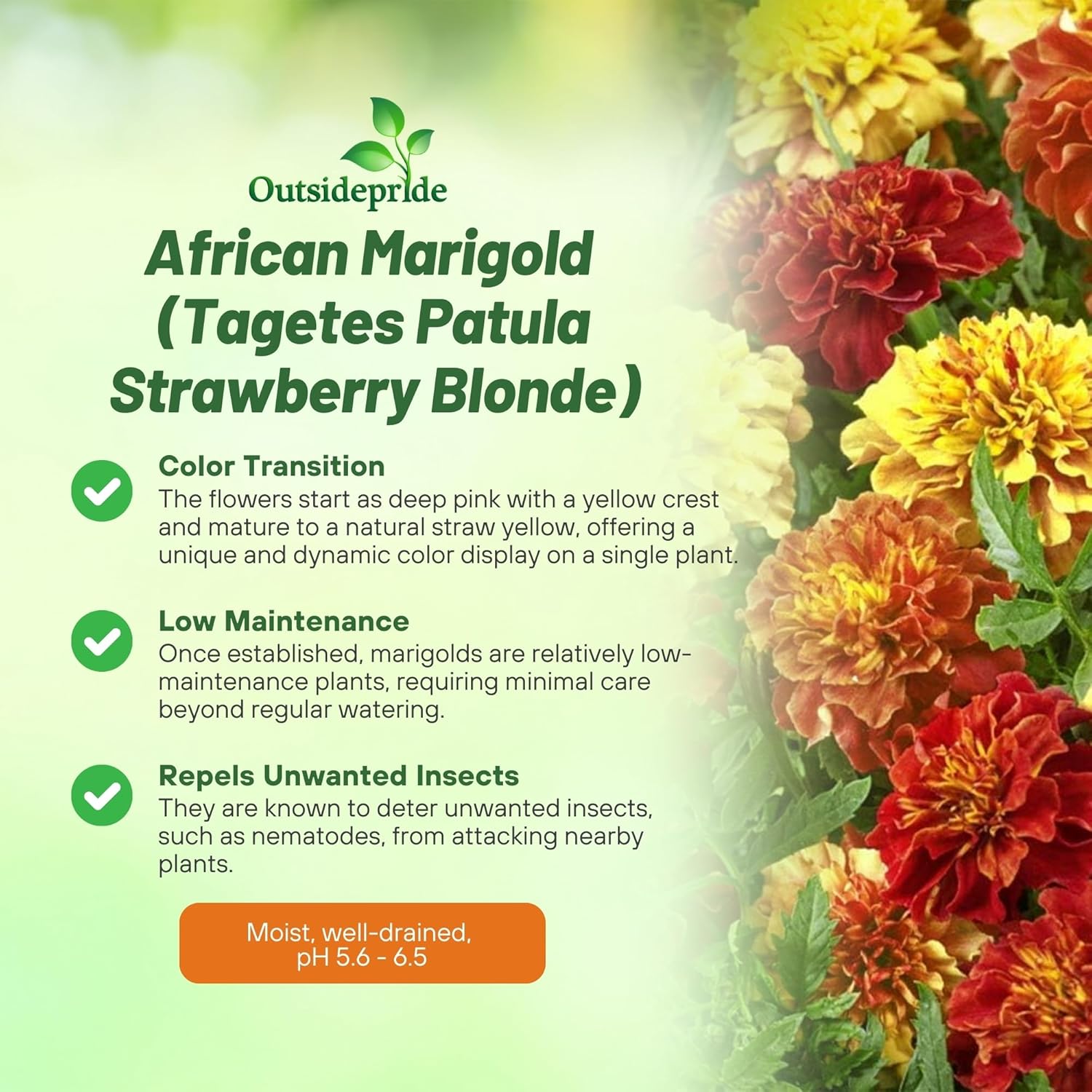 French Marigold Strawberry Blonde Seeds