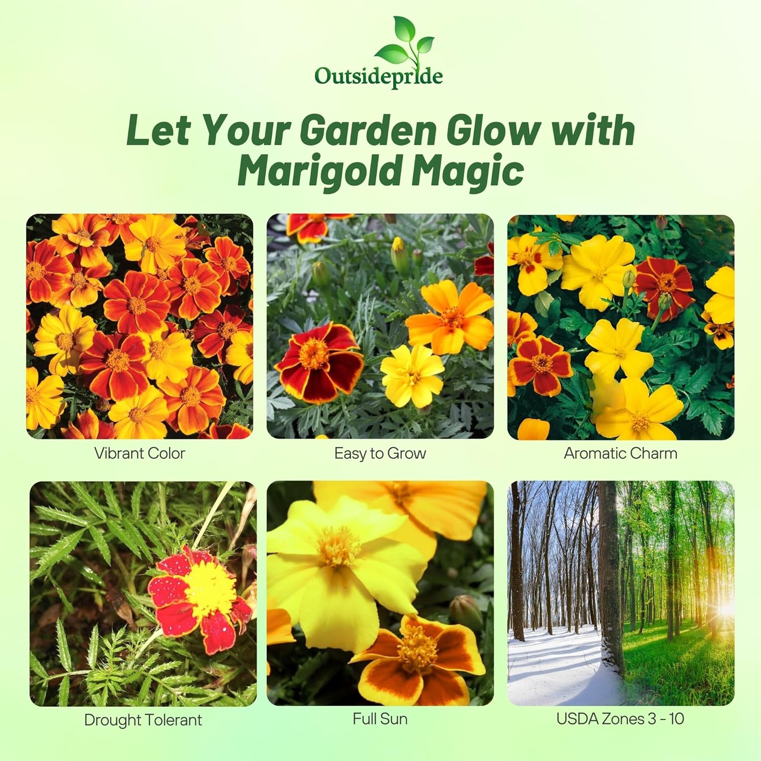 French Marigold Sunglow Plants