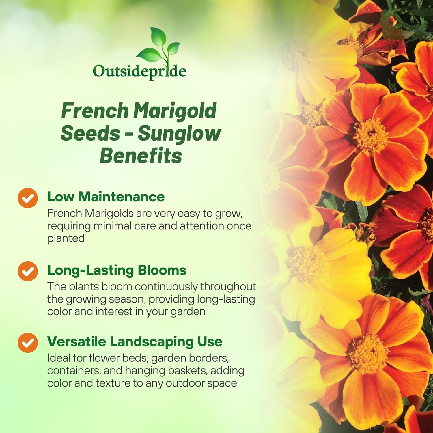 Tagetes patula Sunglow Container Plant