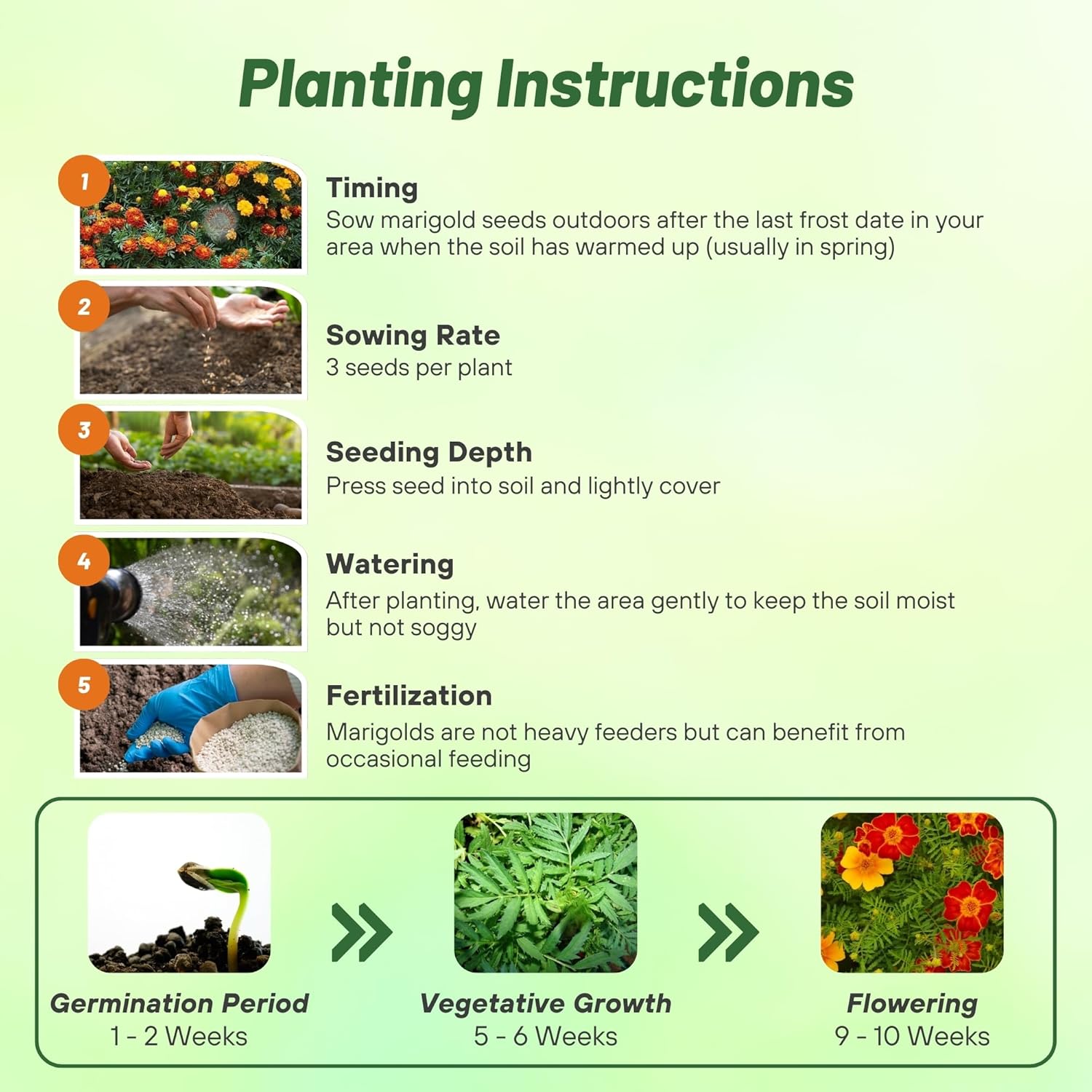 French Marigold Sunglow Planting Directions