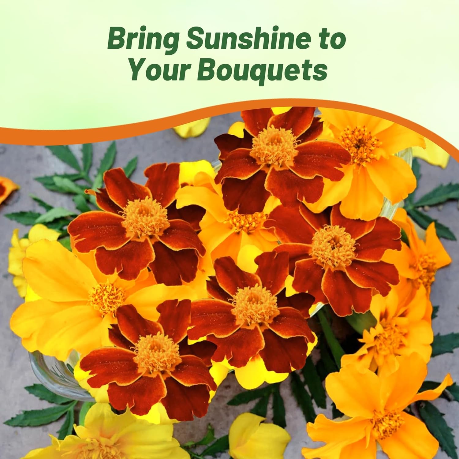 French Marigold Sunglow Flower Garden