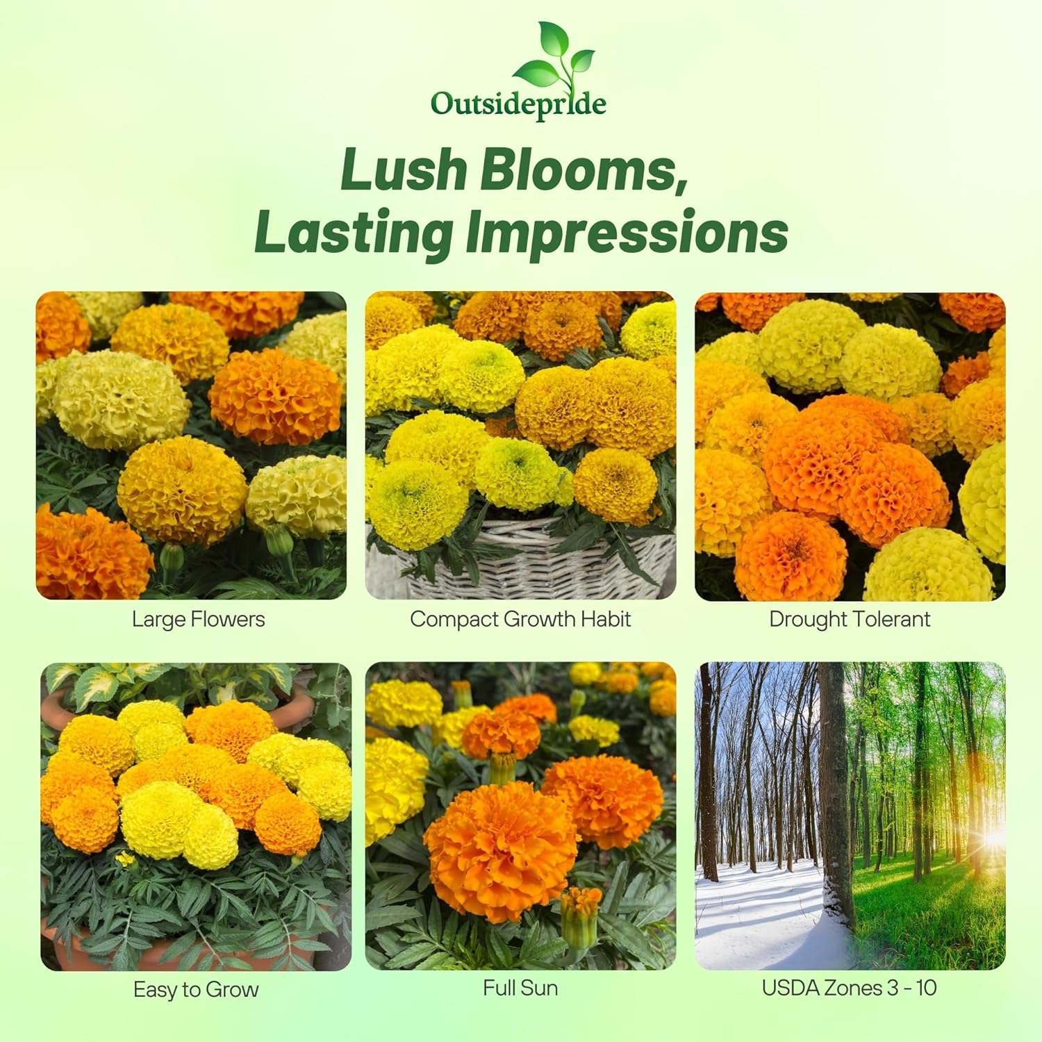 Tagetes Erecta Taishan Mix
