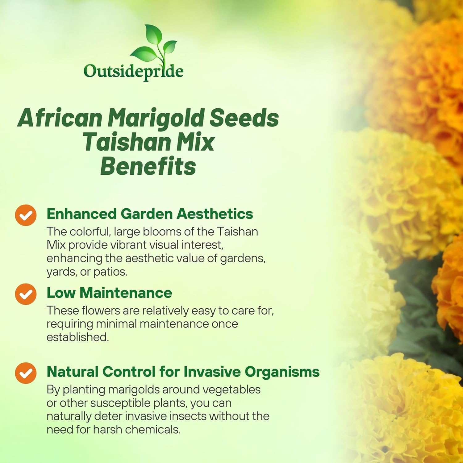 Marigold Taishan Flower Seed Mixture
