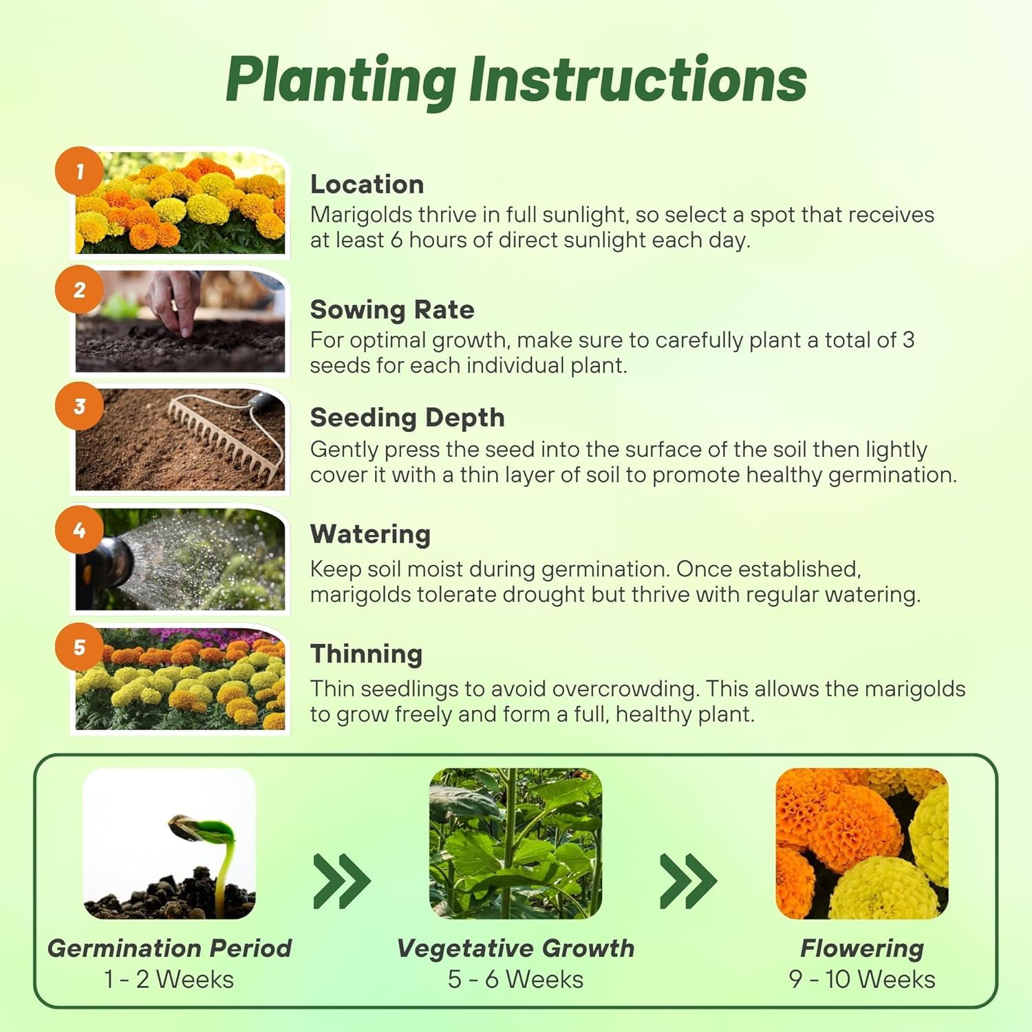 African Marigold Taishan Planting Directions