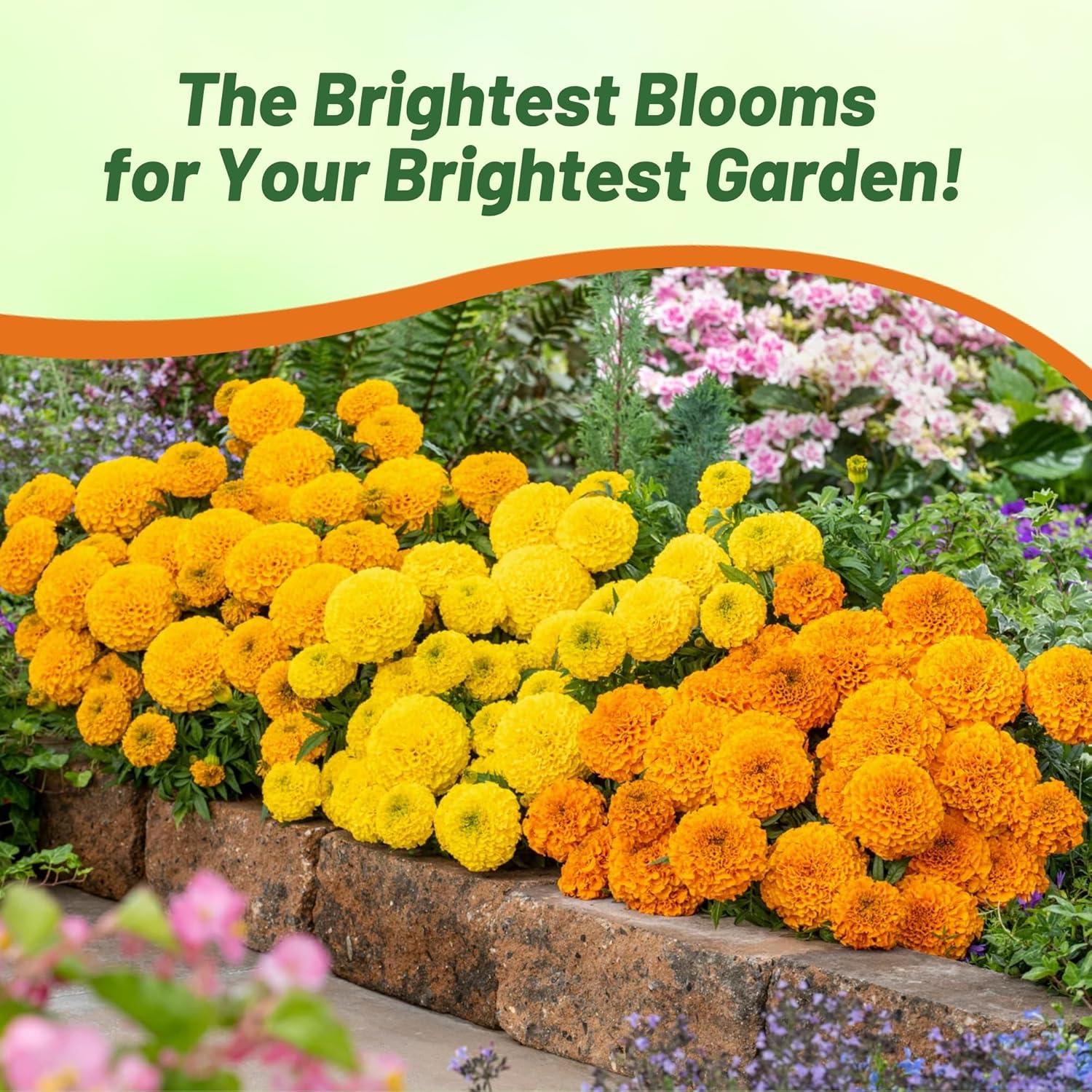Tagetes Erecta Taishan Flower Seed Mix