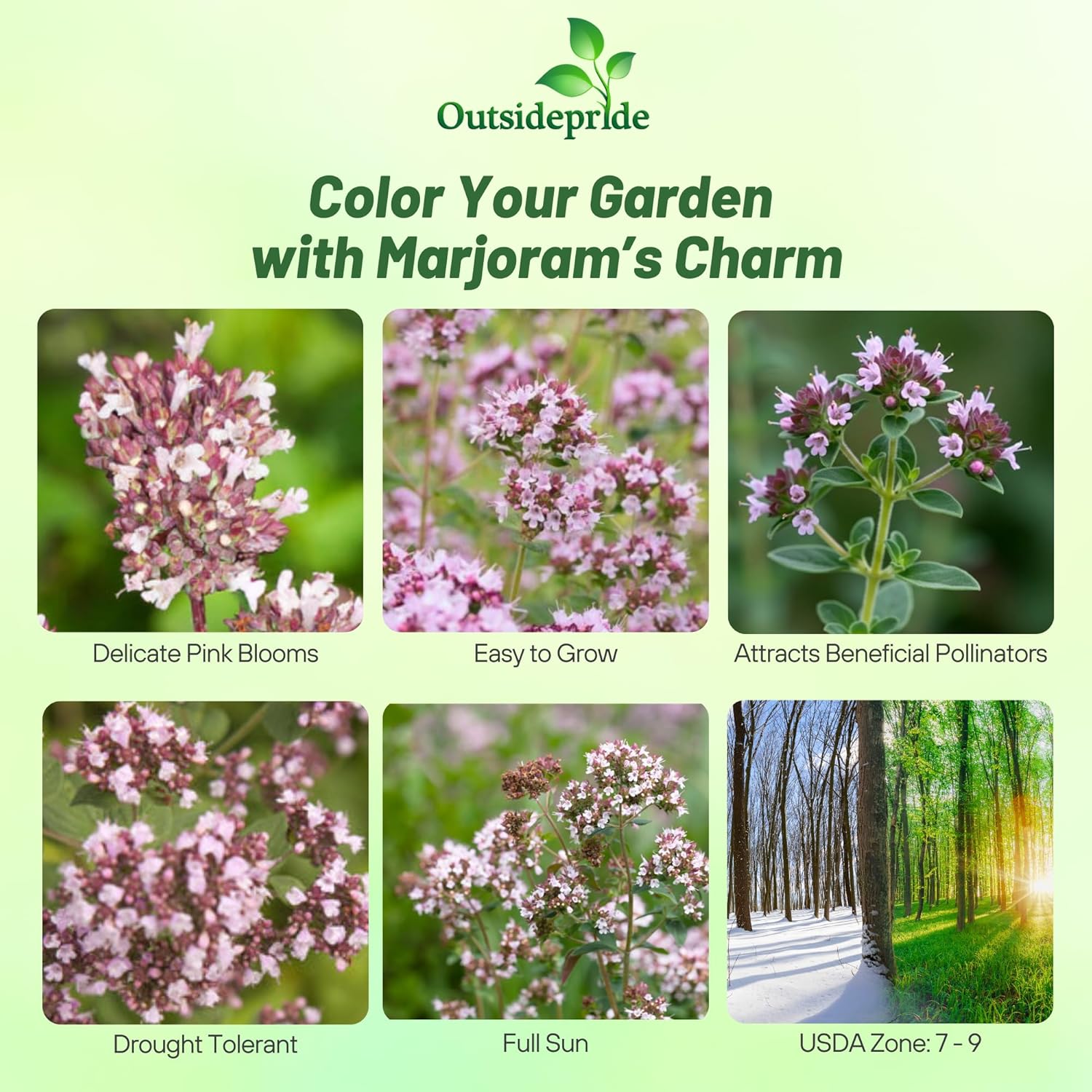 Majorana Hortensi Herbs