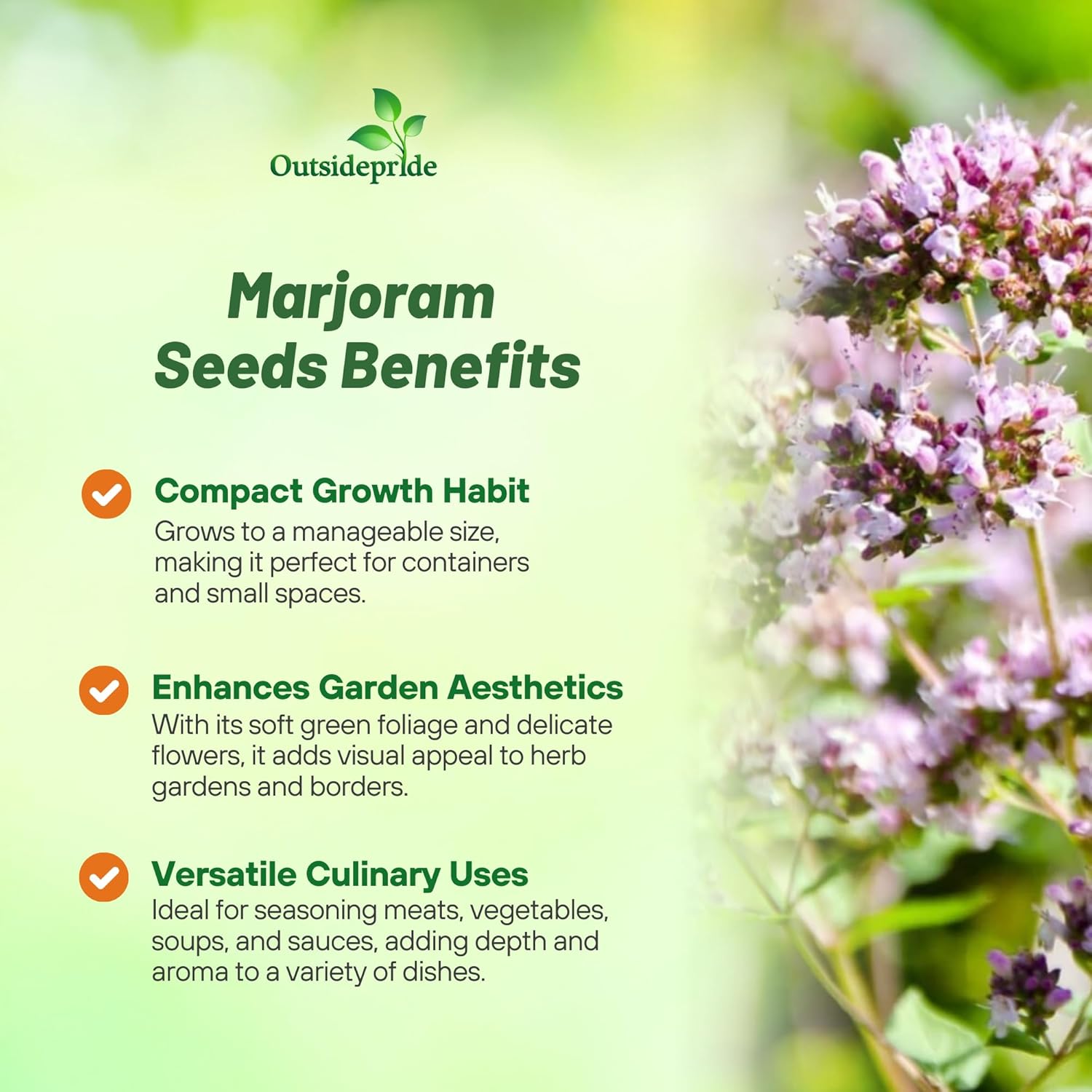 Sweet Marjoram Herb Garden