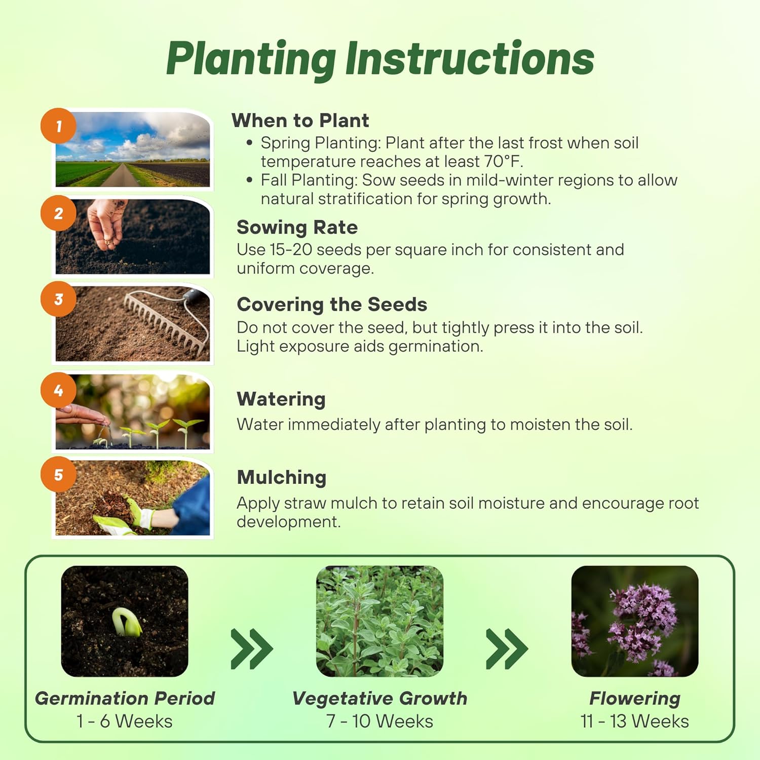Sweet Marjoram Seed Planting Directions