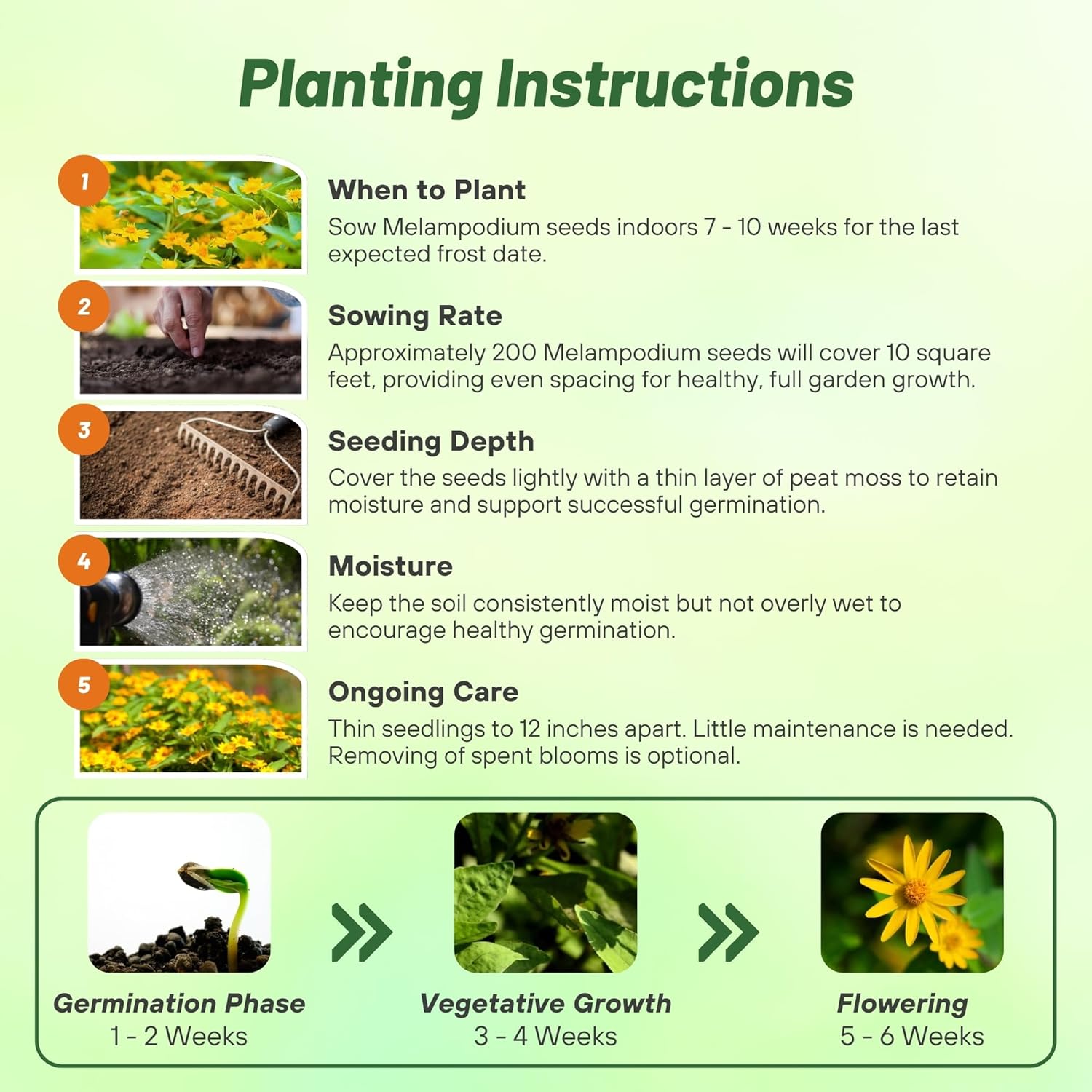 Melampodium Seed Planting Directions